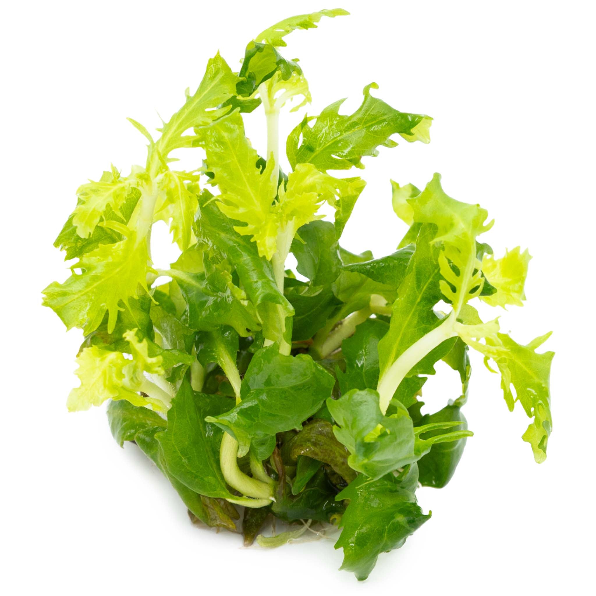 Hygrophila difformis Wasserpflanze