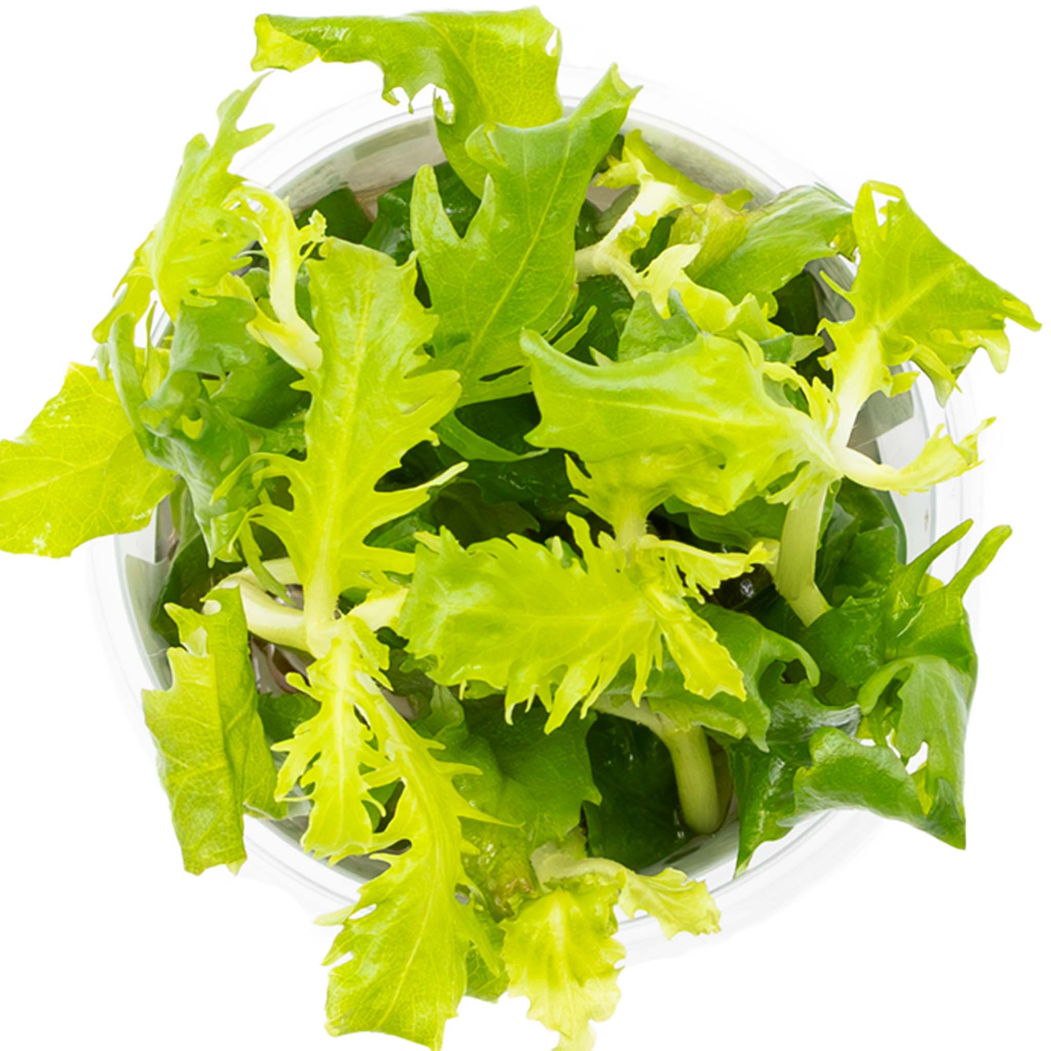 Hygrophila difformis Wasserpflanze