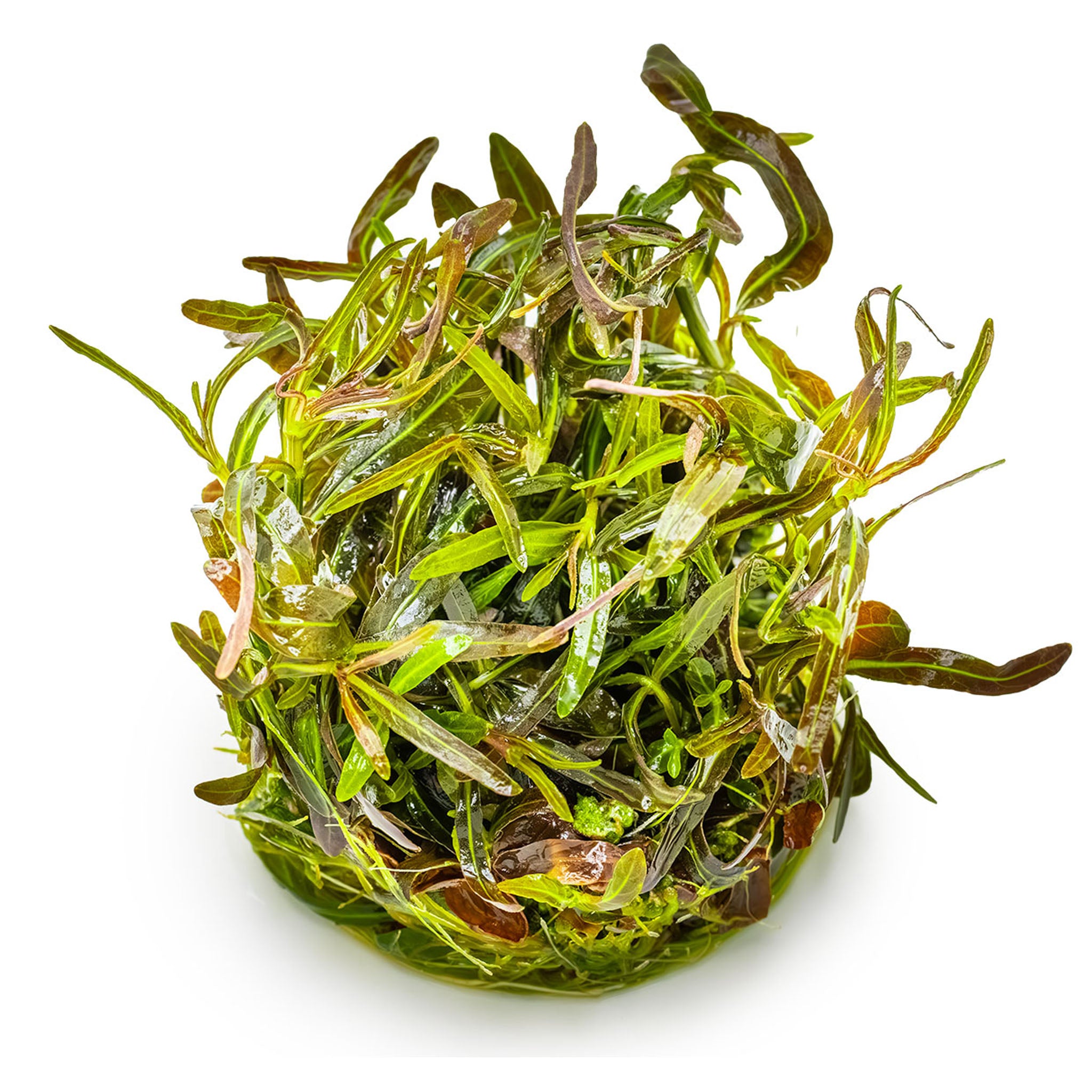 Hygrophila-lancea-Araguaia-ohne-Becher