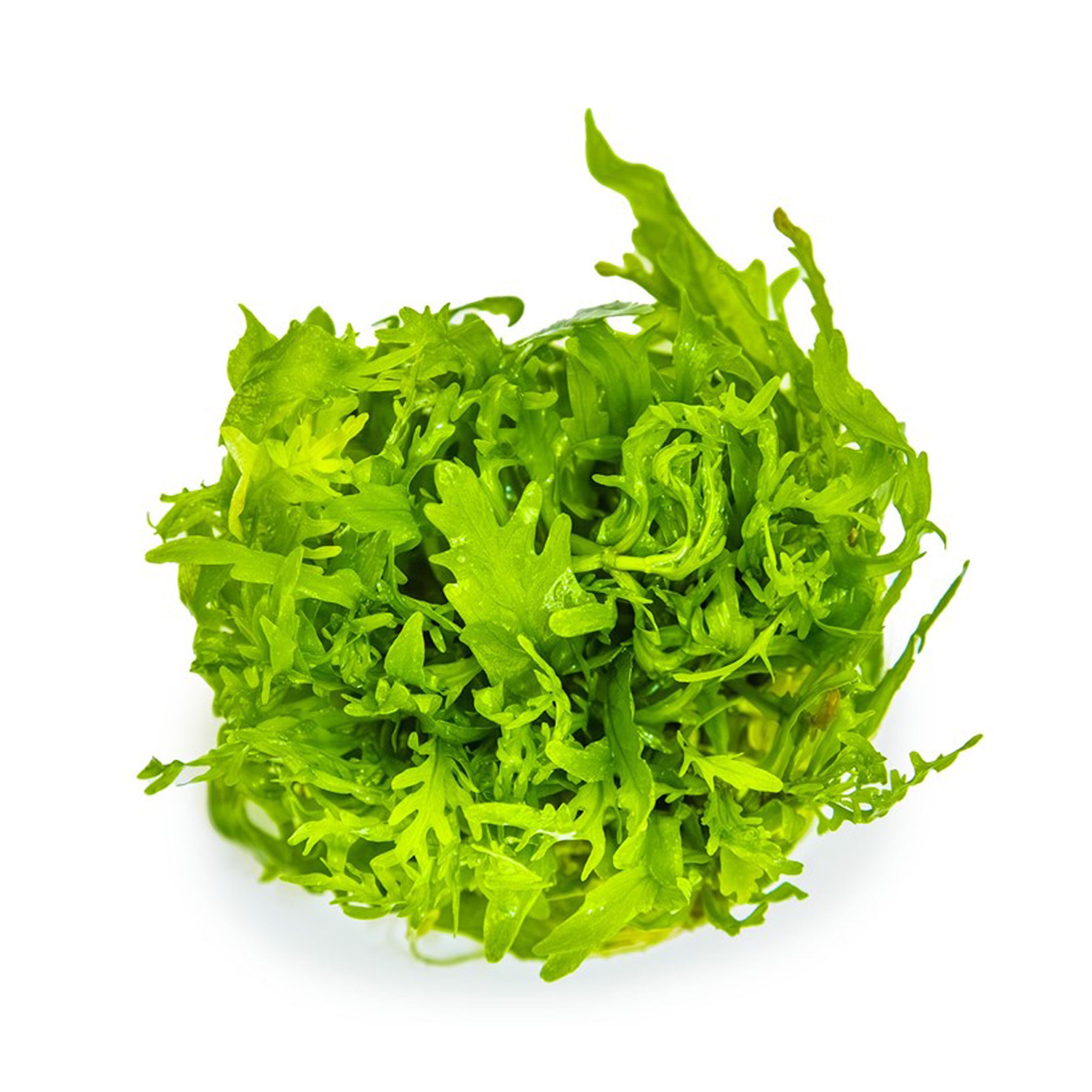 Hygrophila-odora-ohne_Becher