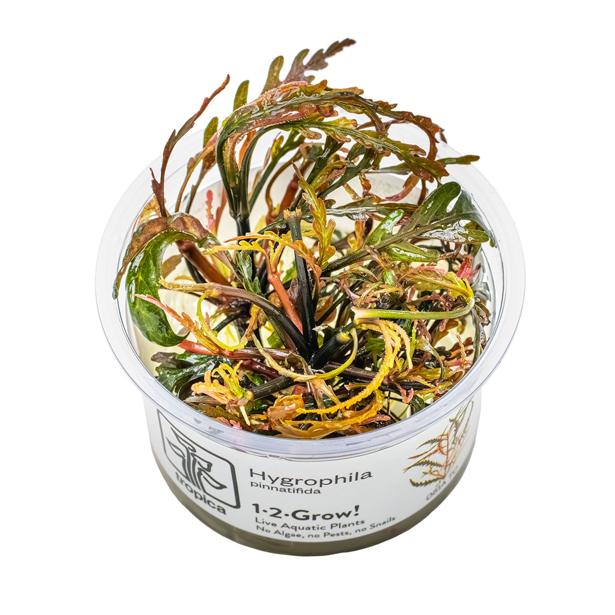 Hygrophila-pinnatifida-Wasserpflanze