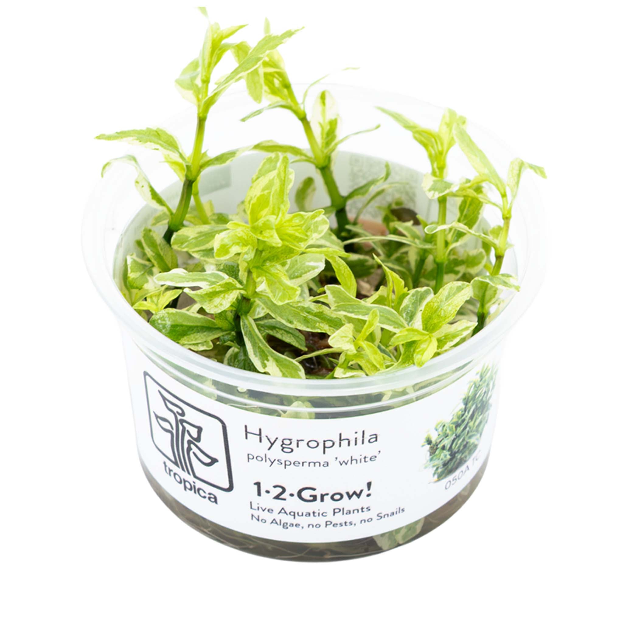 Hygrophila polysperma 'White' Wasserpflanze