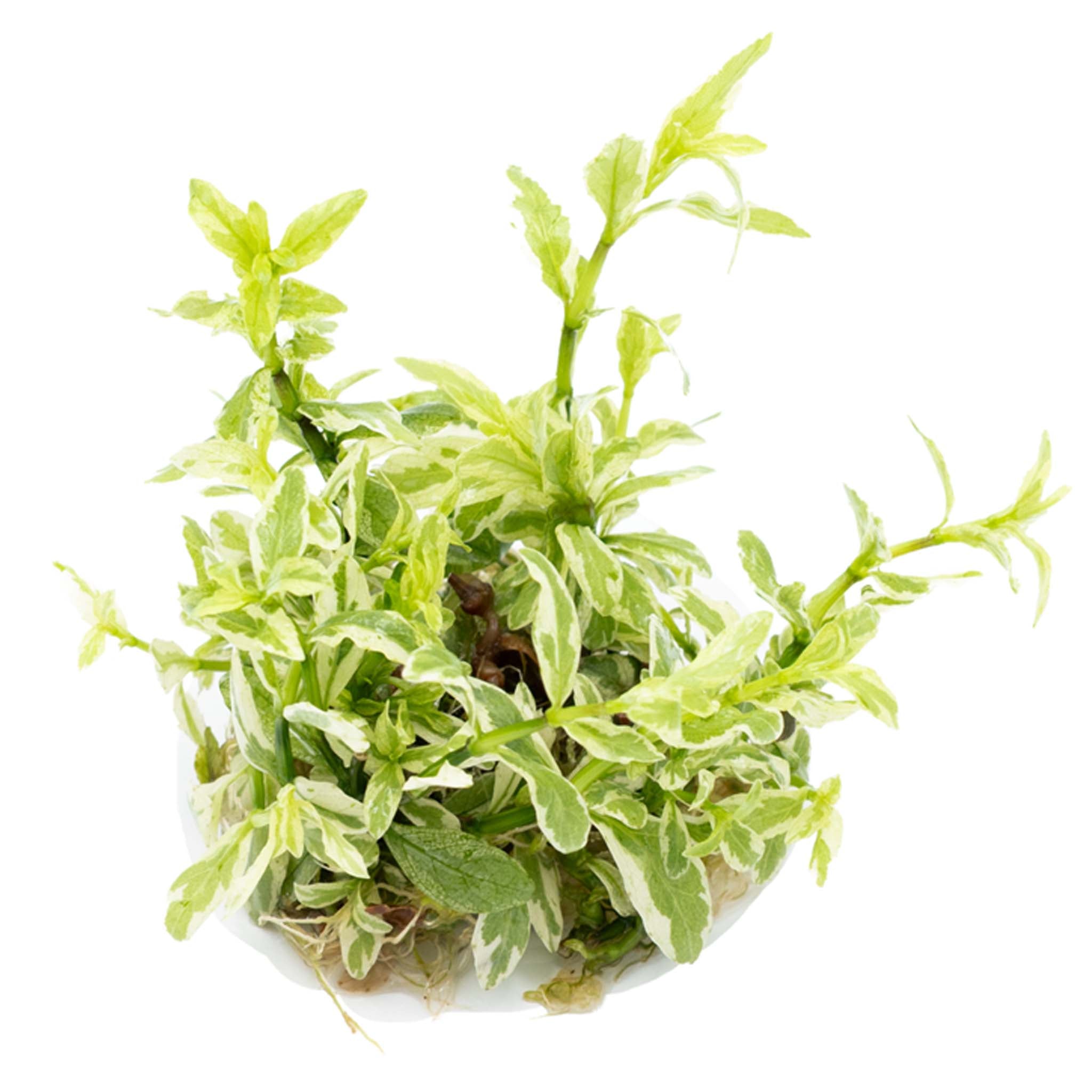 Hygrophila polysperma 'White' Wasserpflanze