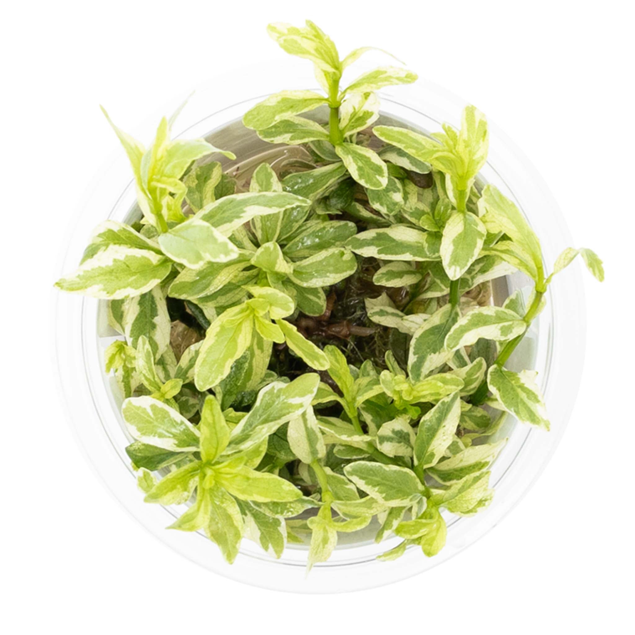 Hygrophila polysperma 'White' Wasserpflanze