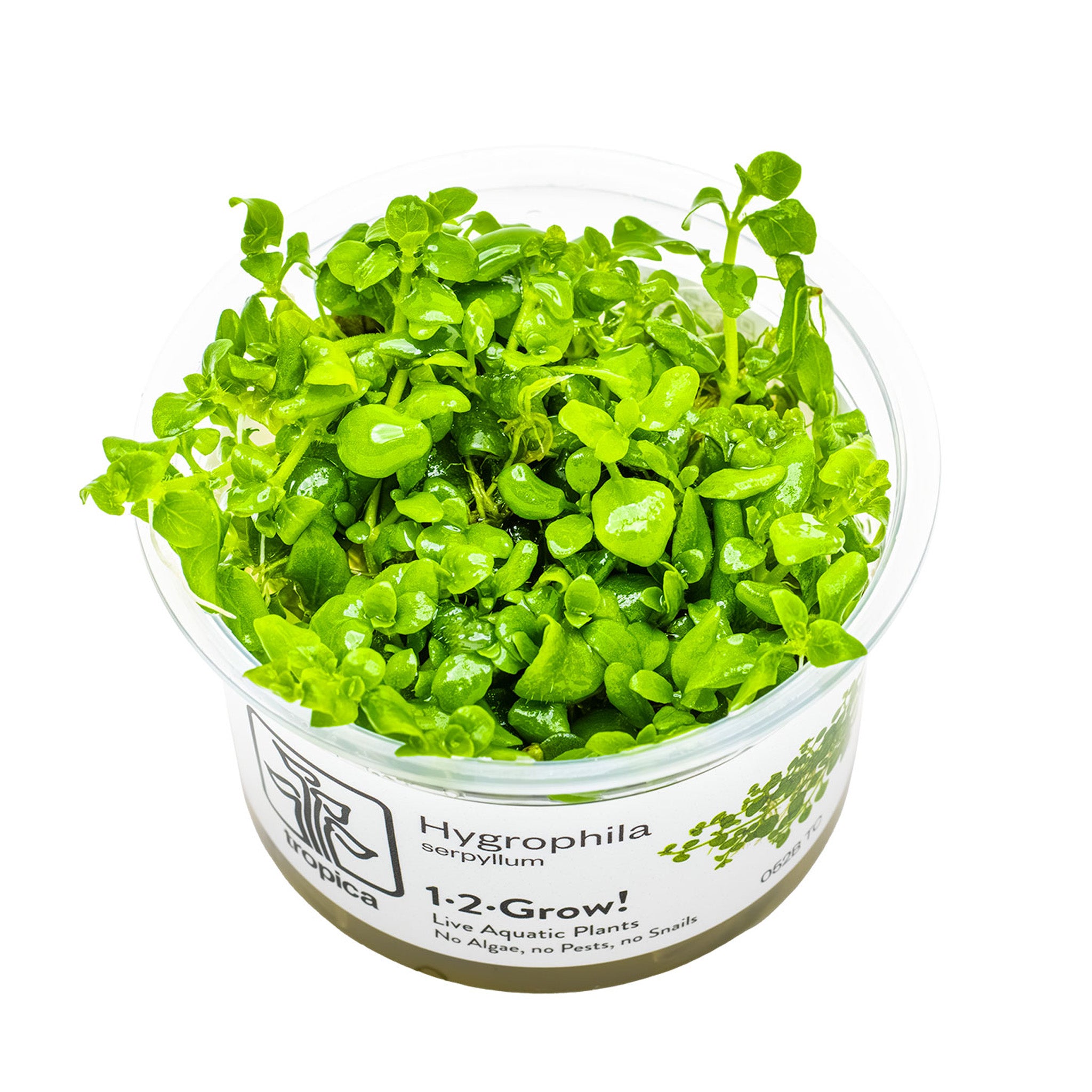 Hygrophila-serpyllum-Wasserpflanze