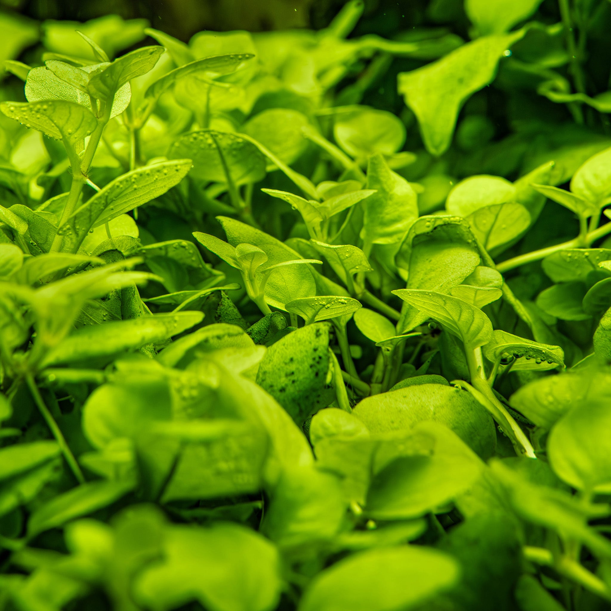 Hygrophila-serpyllum-im-Aquarium