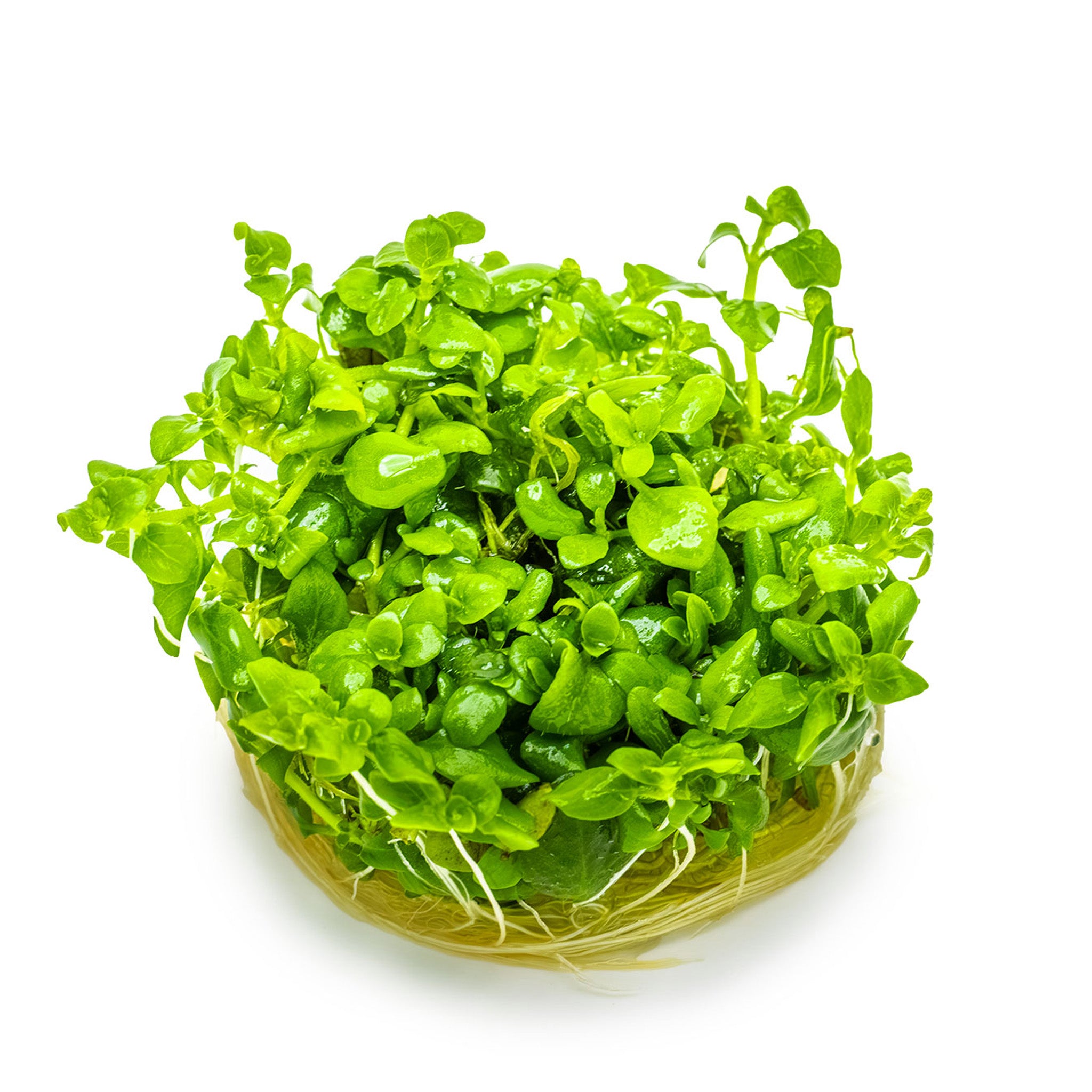 Hygrophila-serpyllum-ohne-Becher