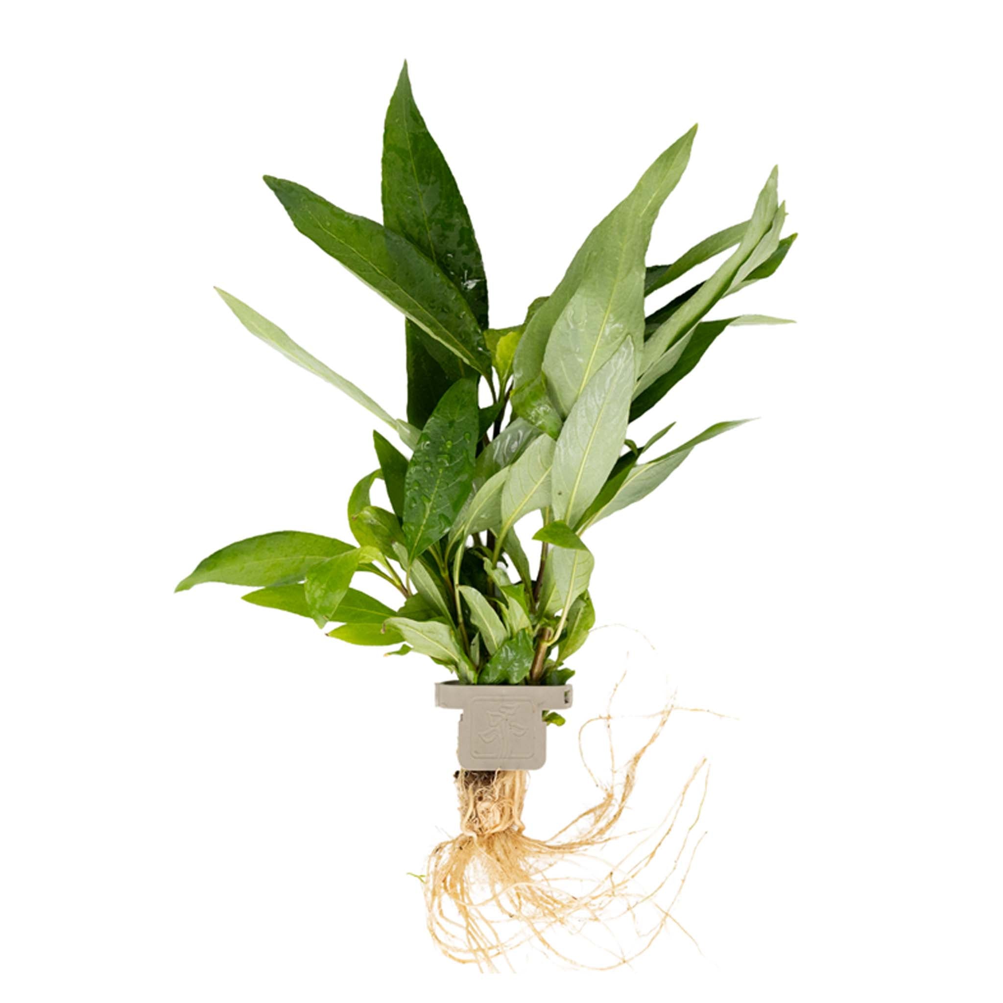 Hygrophila corymbosa 'Stricta' Clip