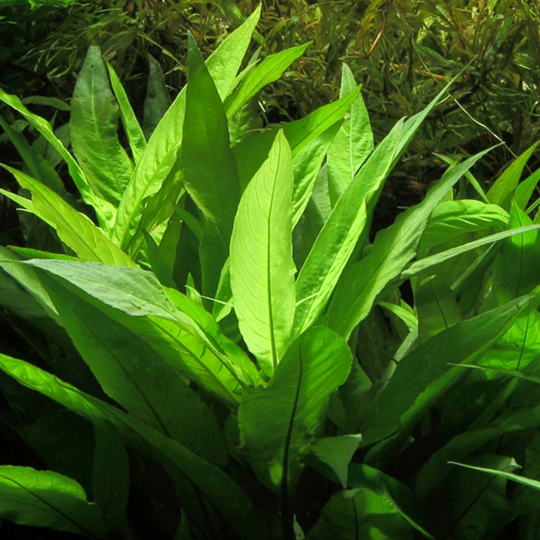 Hygrophila corymbosa 'Stricta' Clip