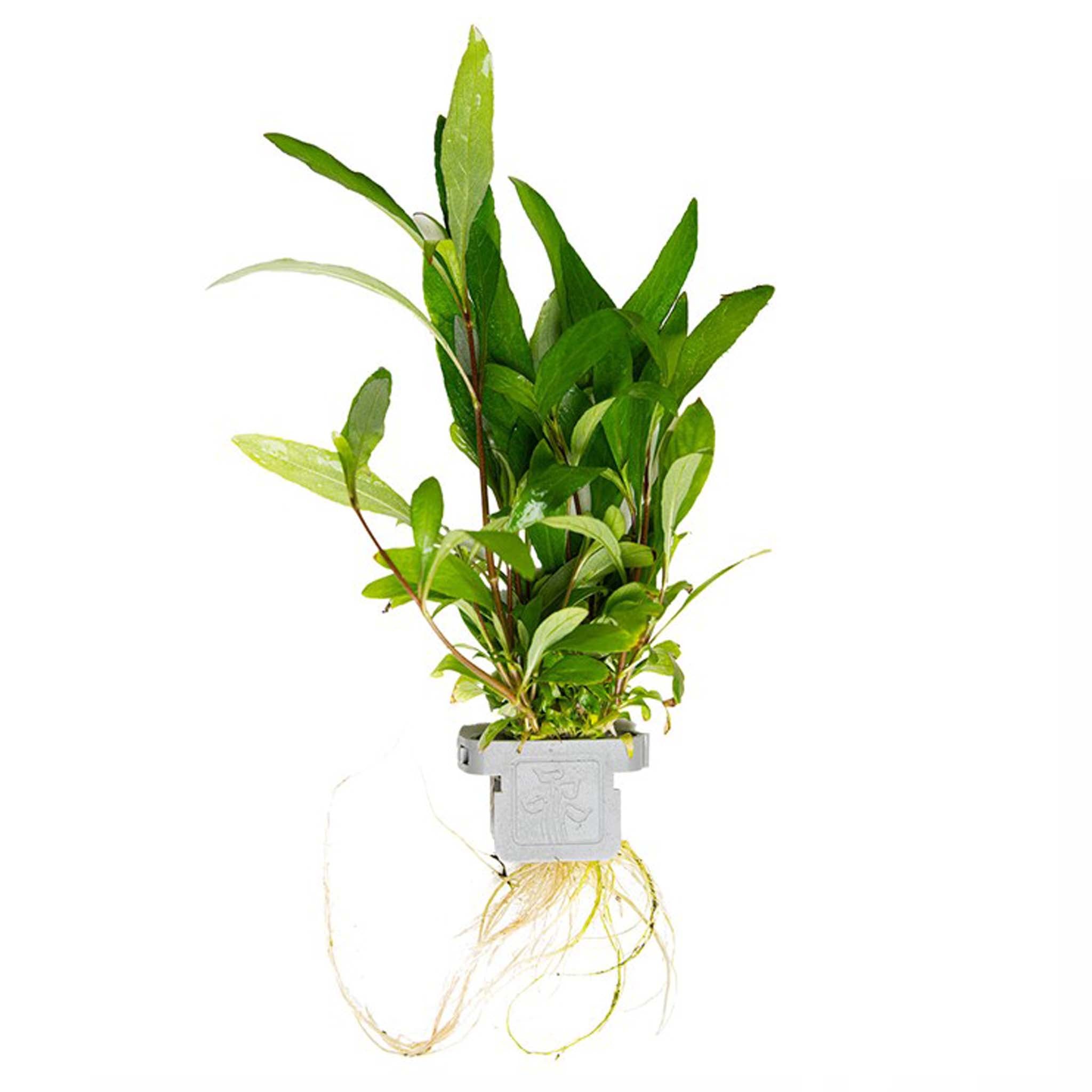 Hygrophila corymbosa 'Siamensis 53B' Clip