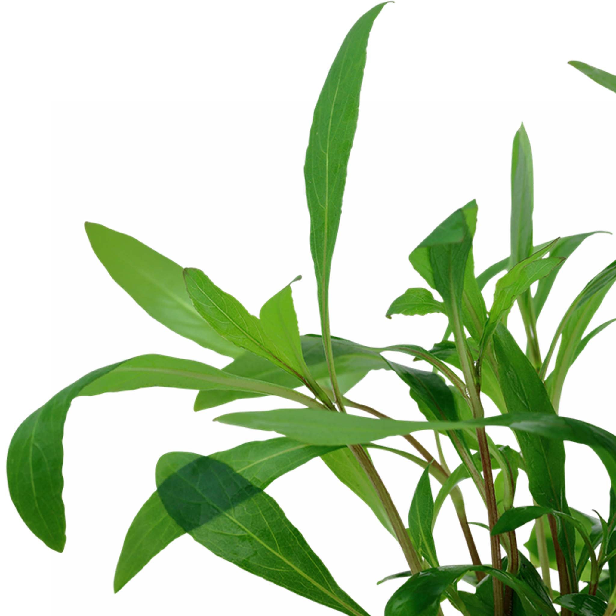 Hygrophila corymbosa 'Siamensis 53B' Clip