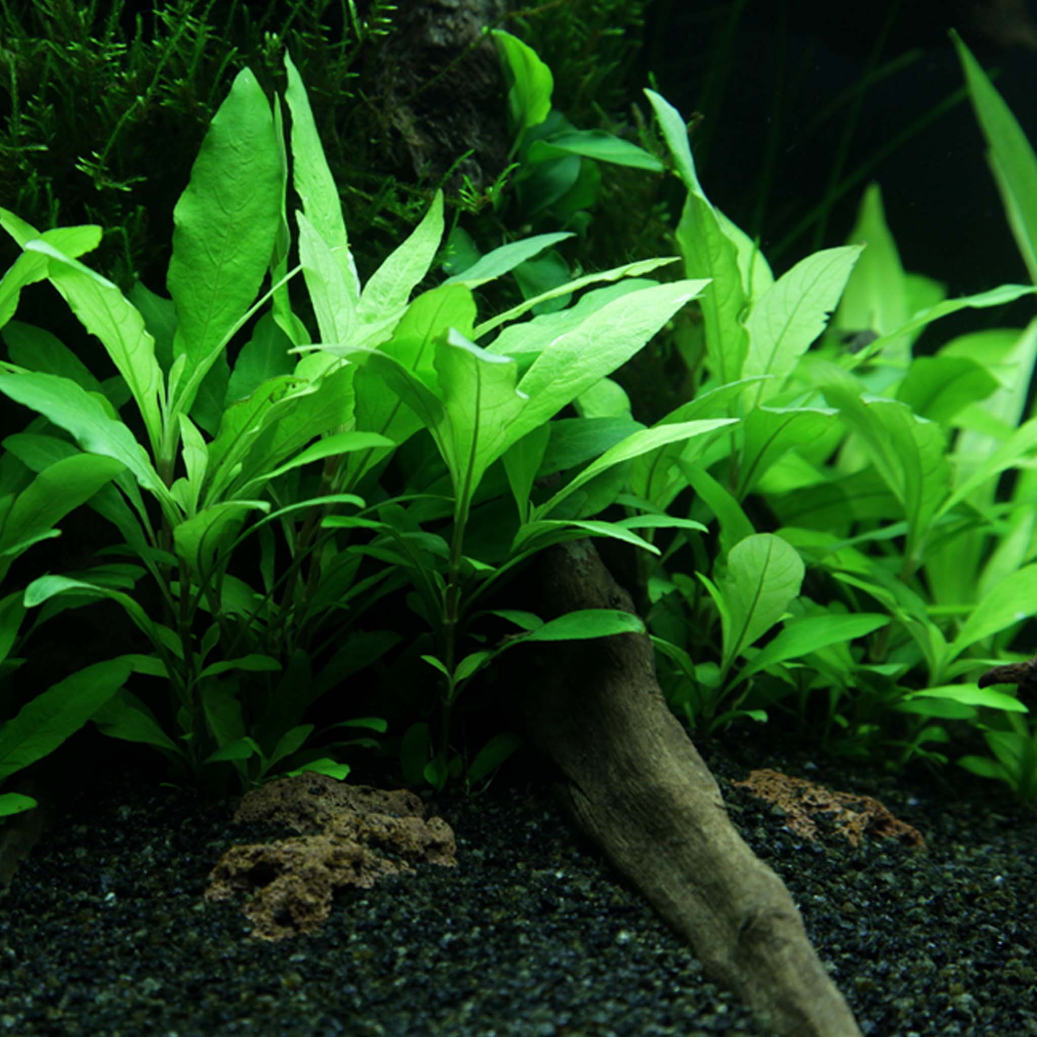 Hygrophila corymbosa 'Siamensis 53B' Clip