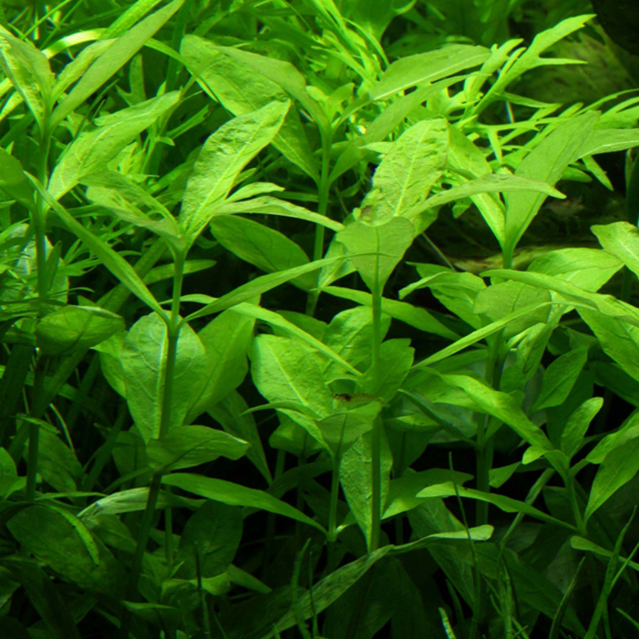 Hygrophila polysperma Clip