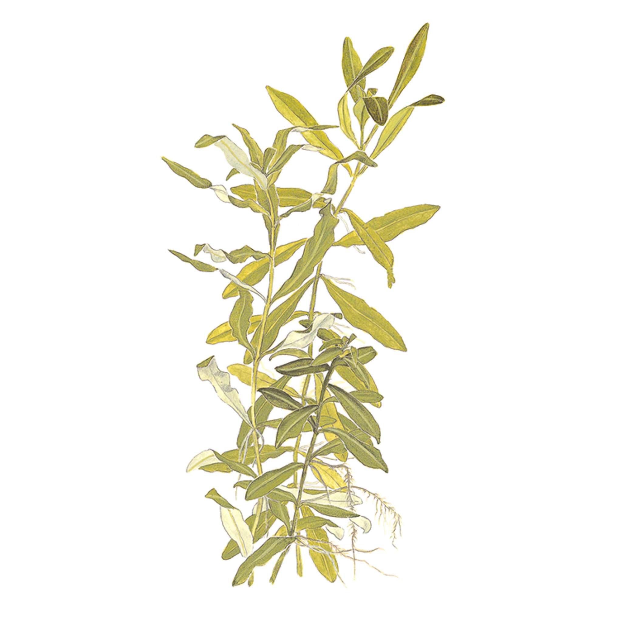 Hygrophila polysperma Clip