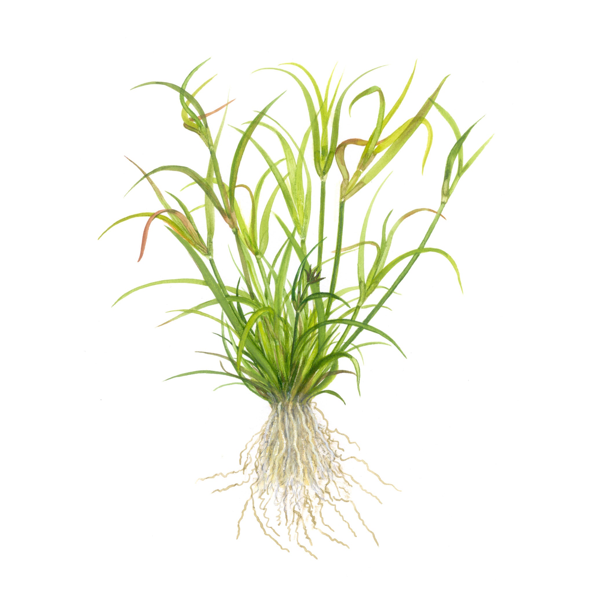 Juncus-repens-Zeichnung