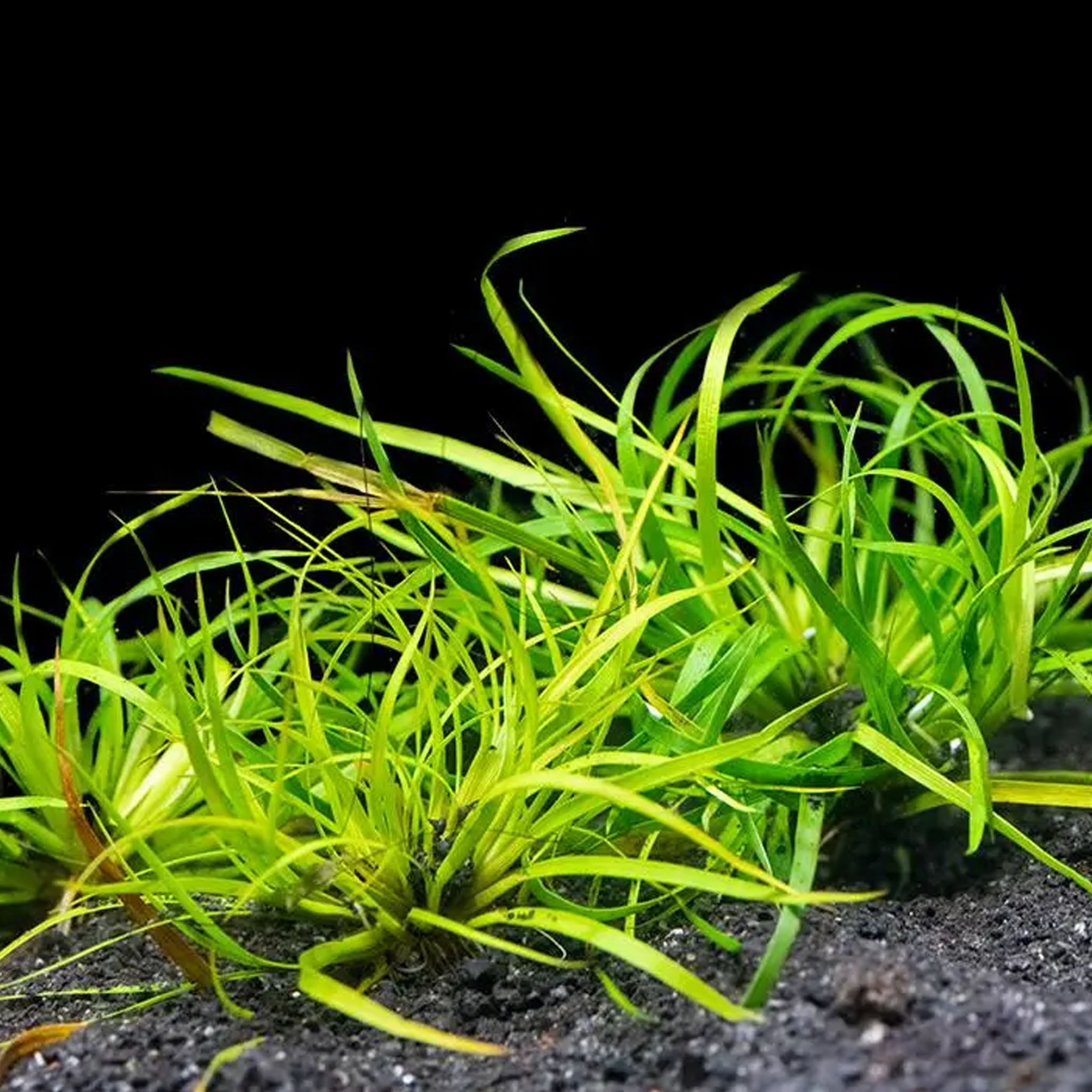 Juncus-repens-im-Aquarium