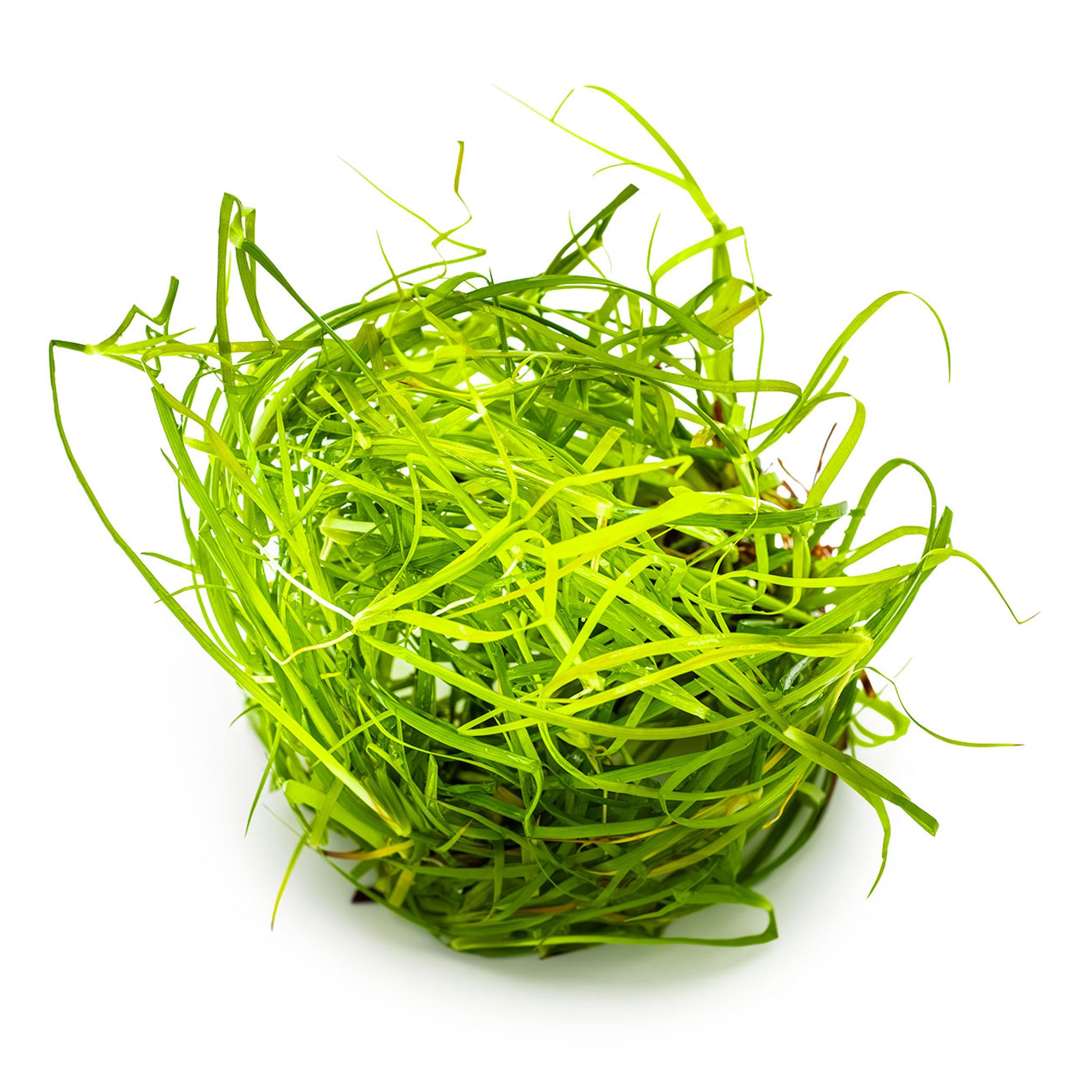 Juncus-repens-ohne-Becher