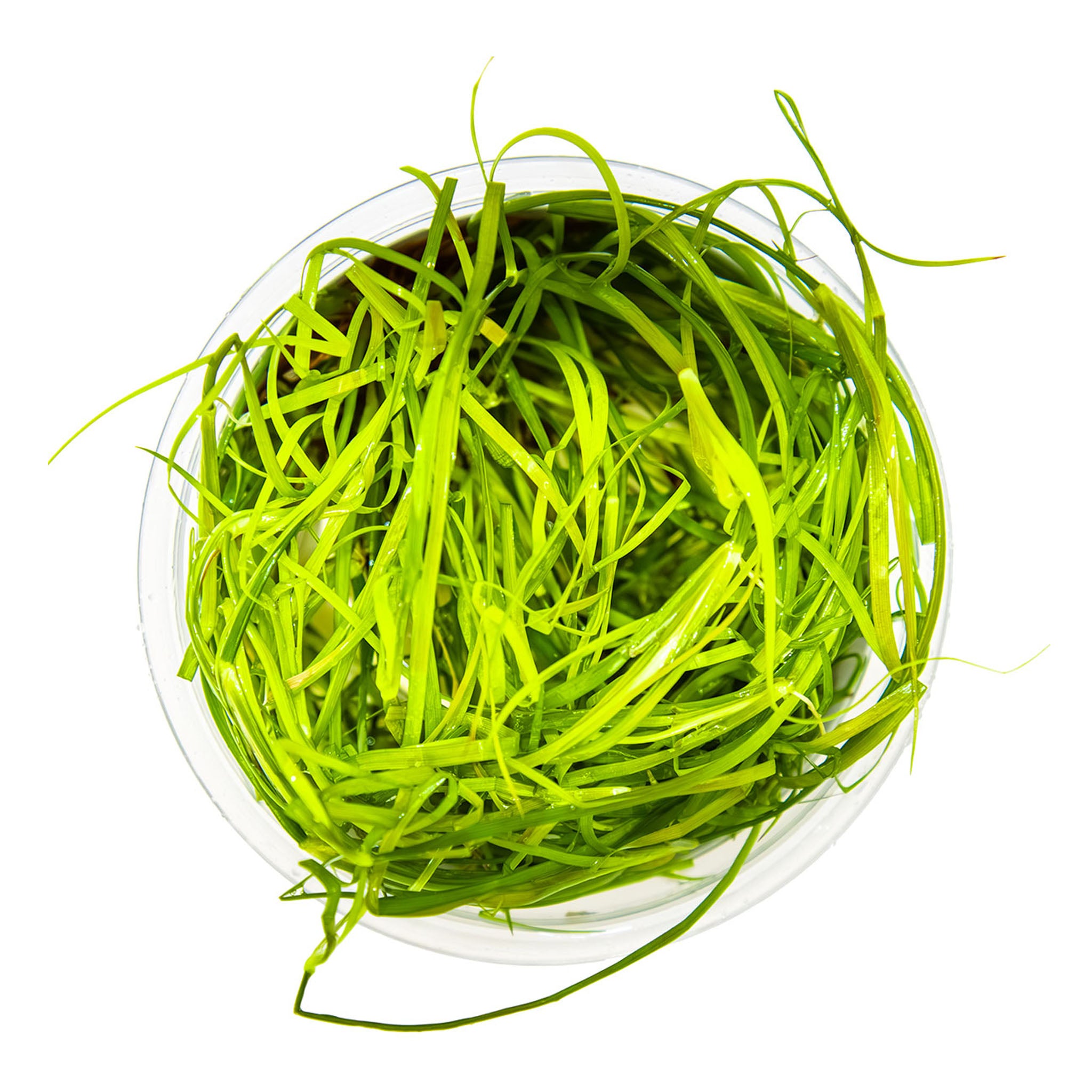 Juncus-repens-von-oben