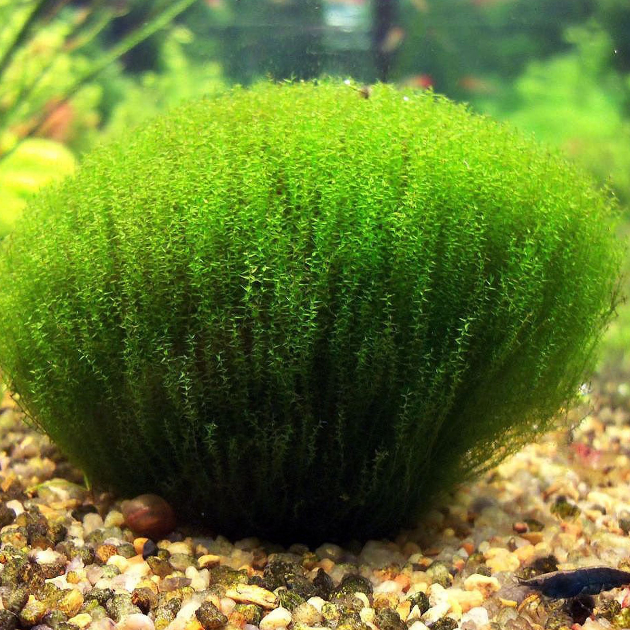 Leptodictyum-riparium-Aquarium