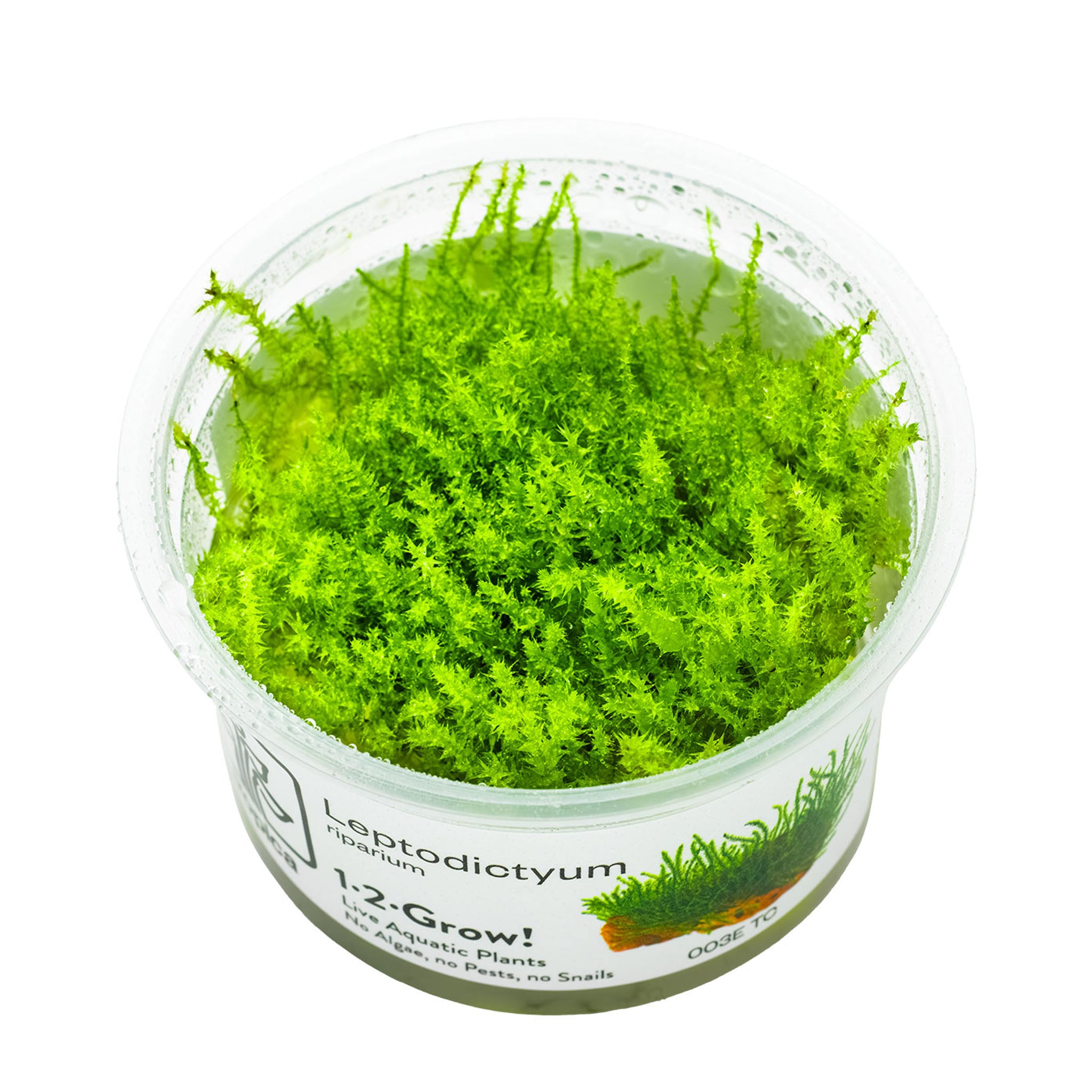 Leptodictyum-riparium-Wasserpflanze