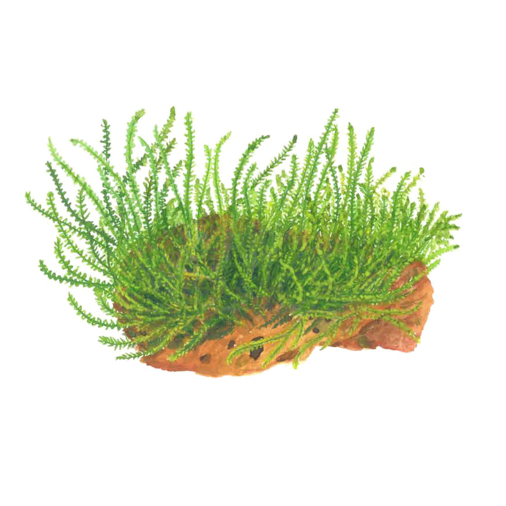 Leptodictyum-riparium-Zeichnung
