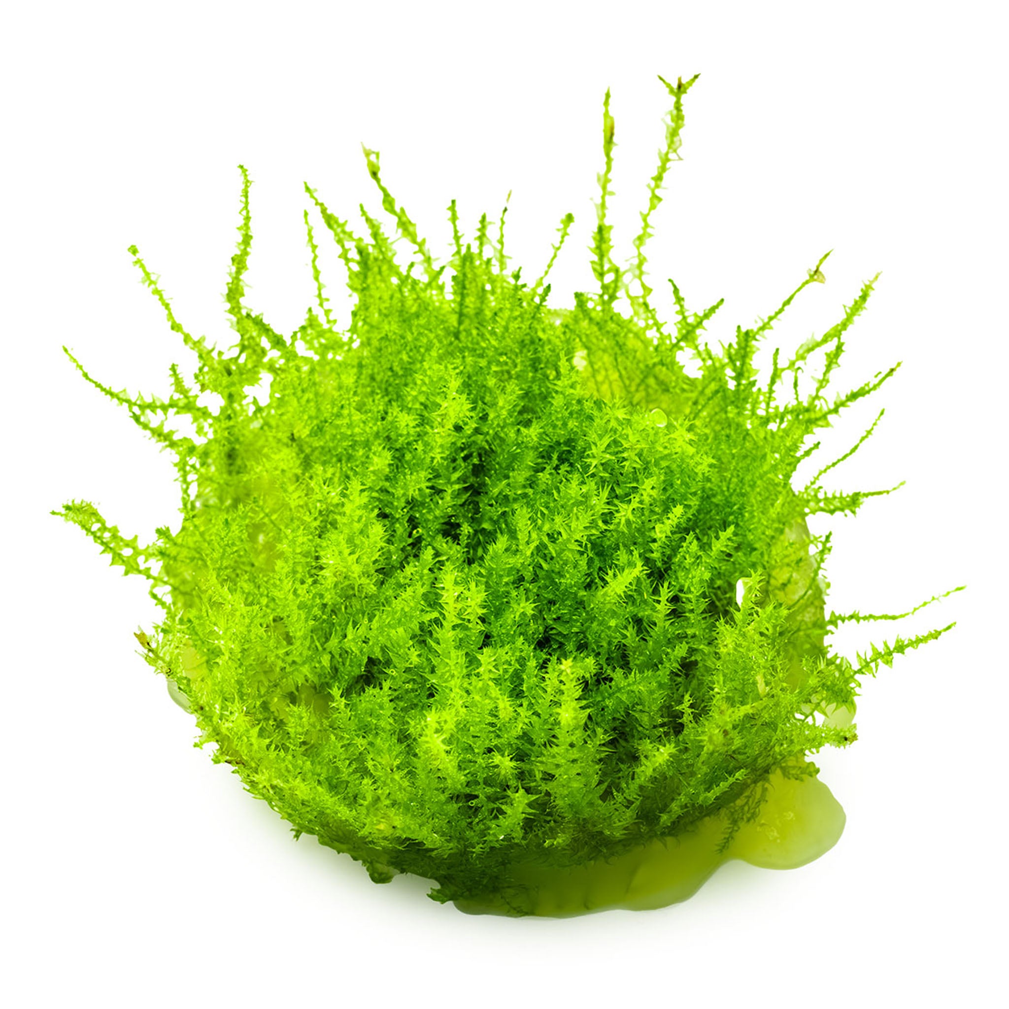 Leptodictyum-riparium-ohne_Becher