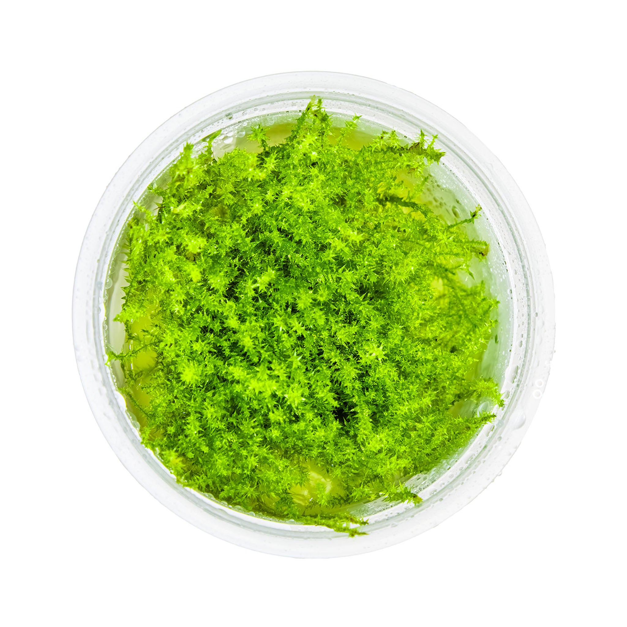 Leptodictyum-riparium-von-oben