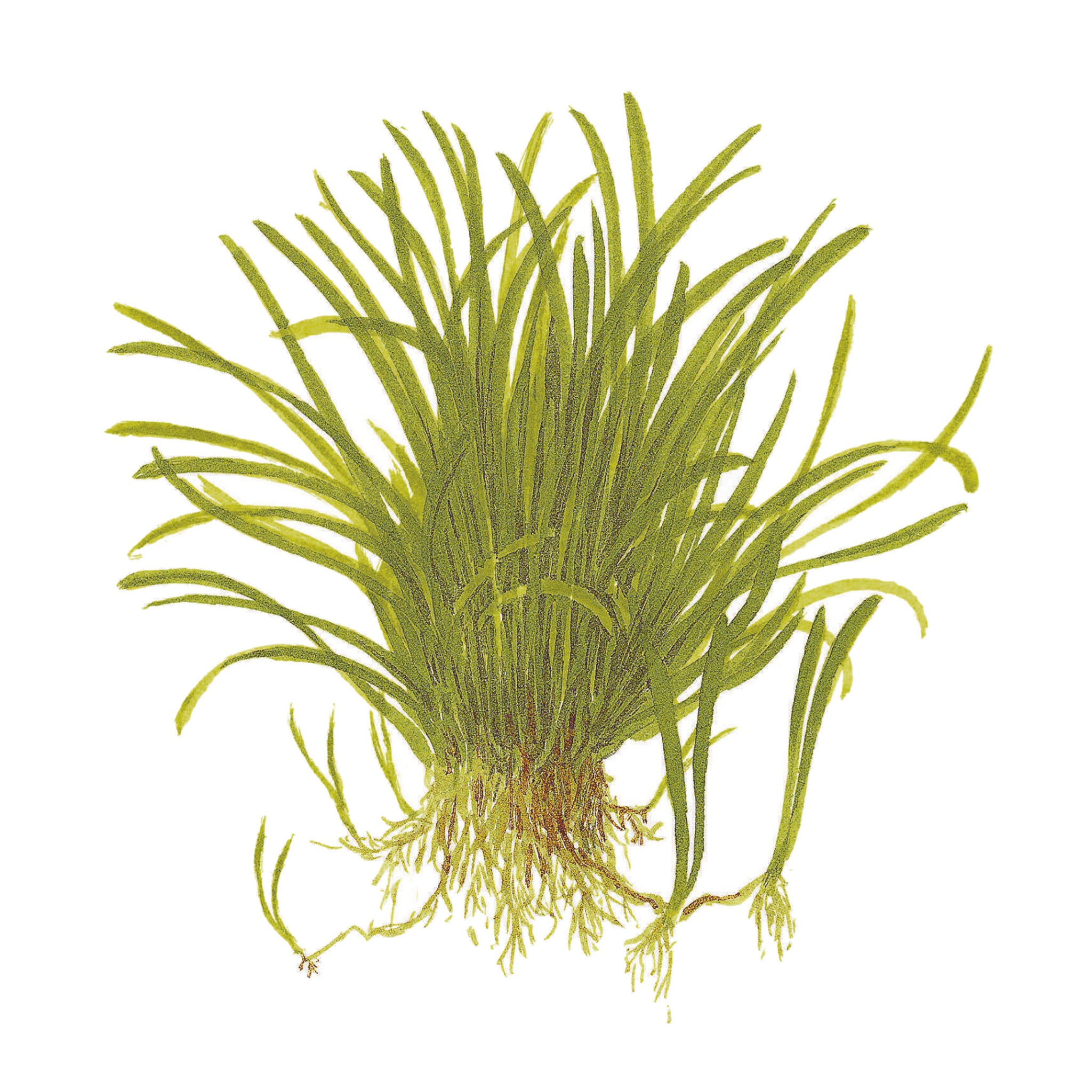 Lilaeopsis-brasiliensis-Zeichnung