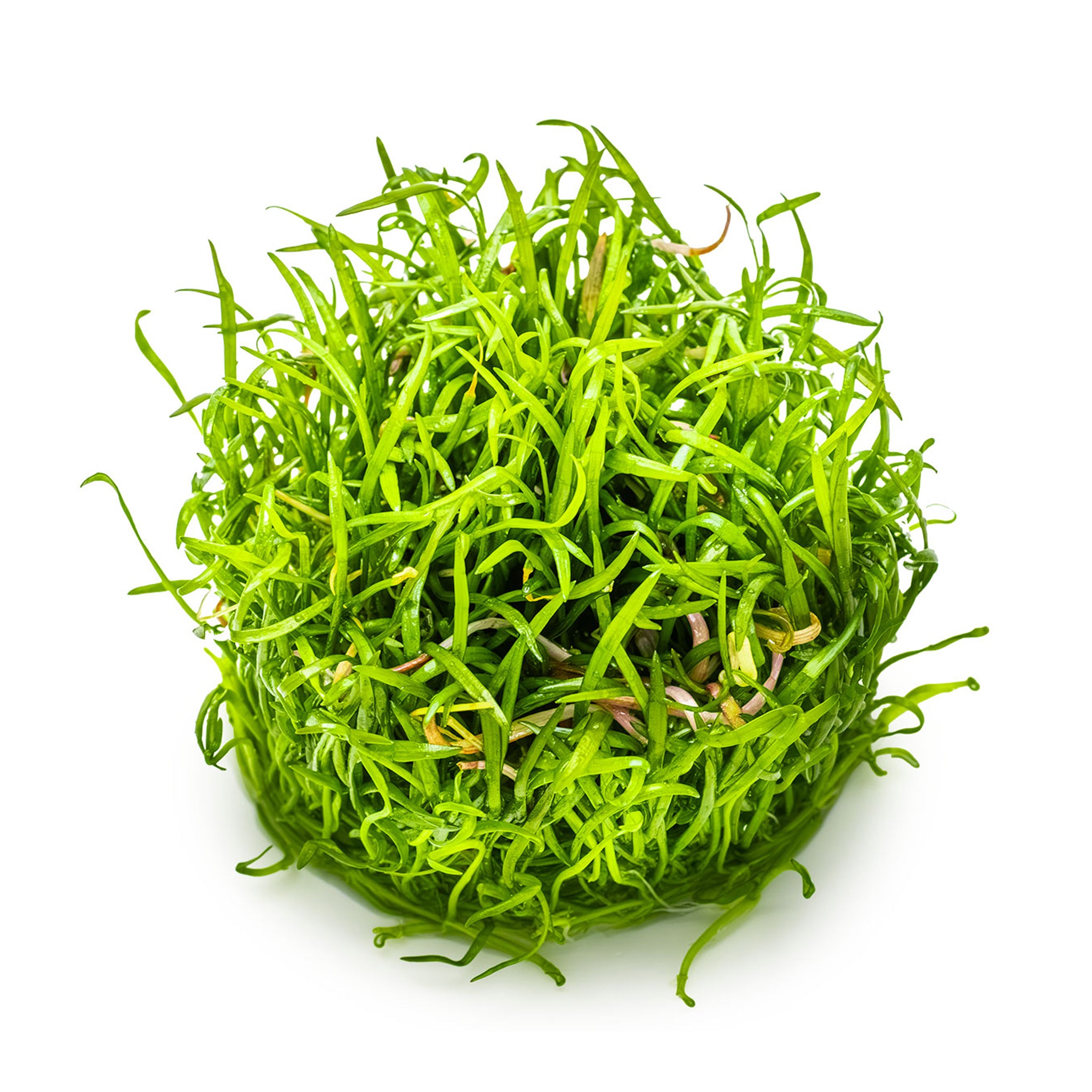 Lilaeopsis-brasiliensis-ohne_Becher