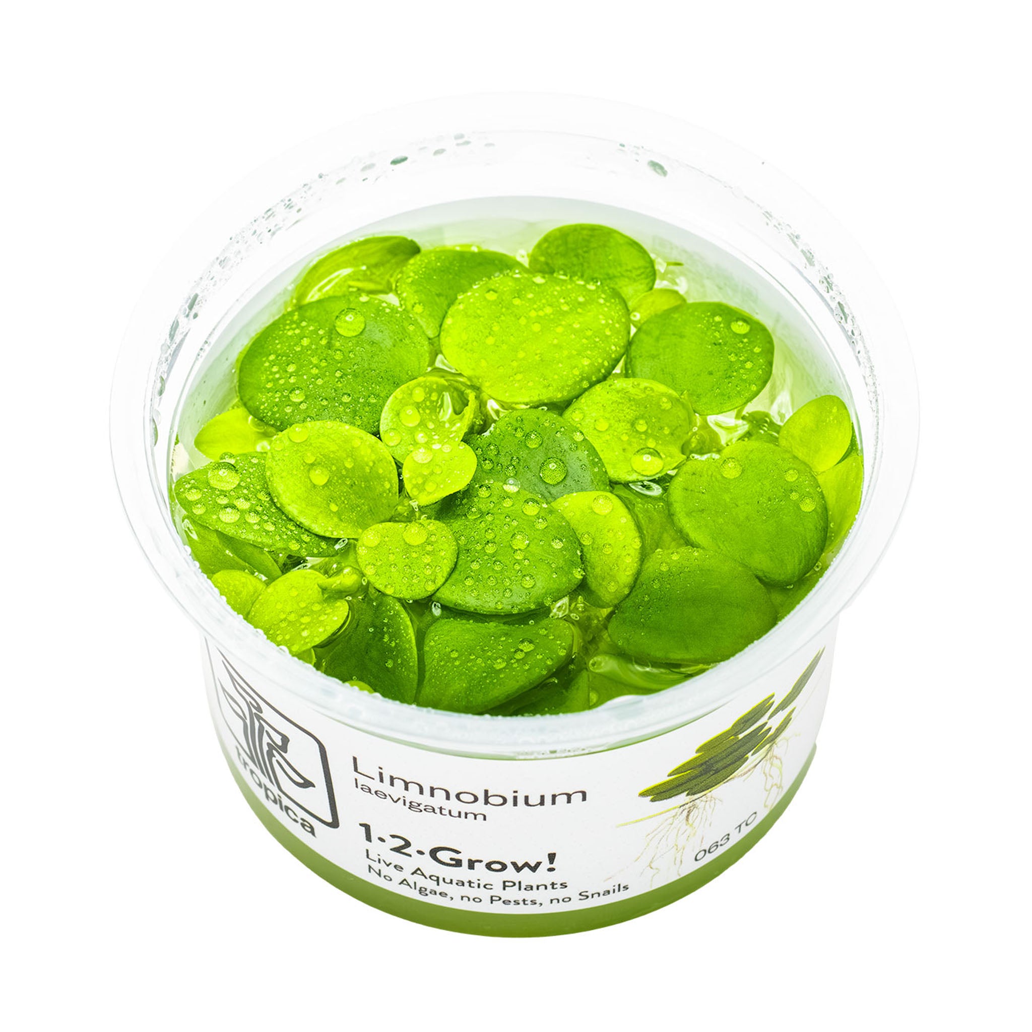 Limnobium-Laevigatum-Wasserpflanze