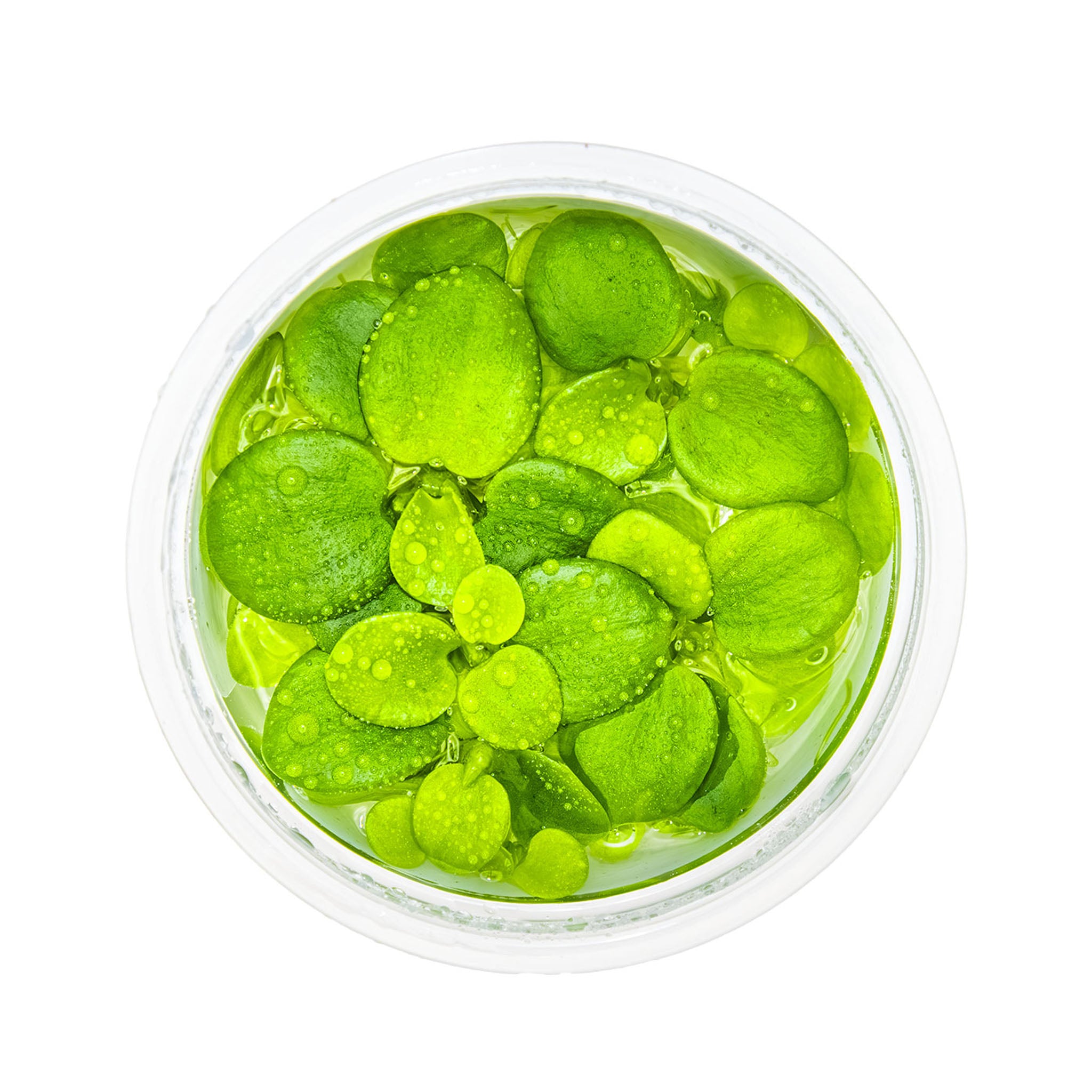 Limnobium-Laevigatum-ohne-Becher