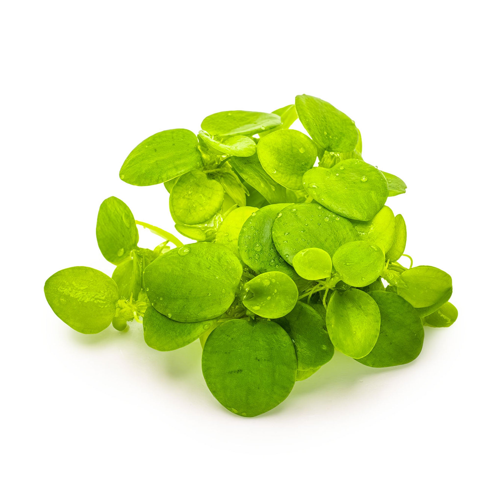 Limnobium-Laevigatum-ohne_Becher