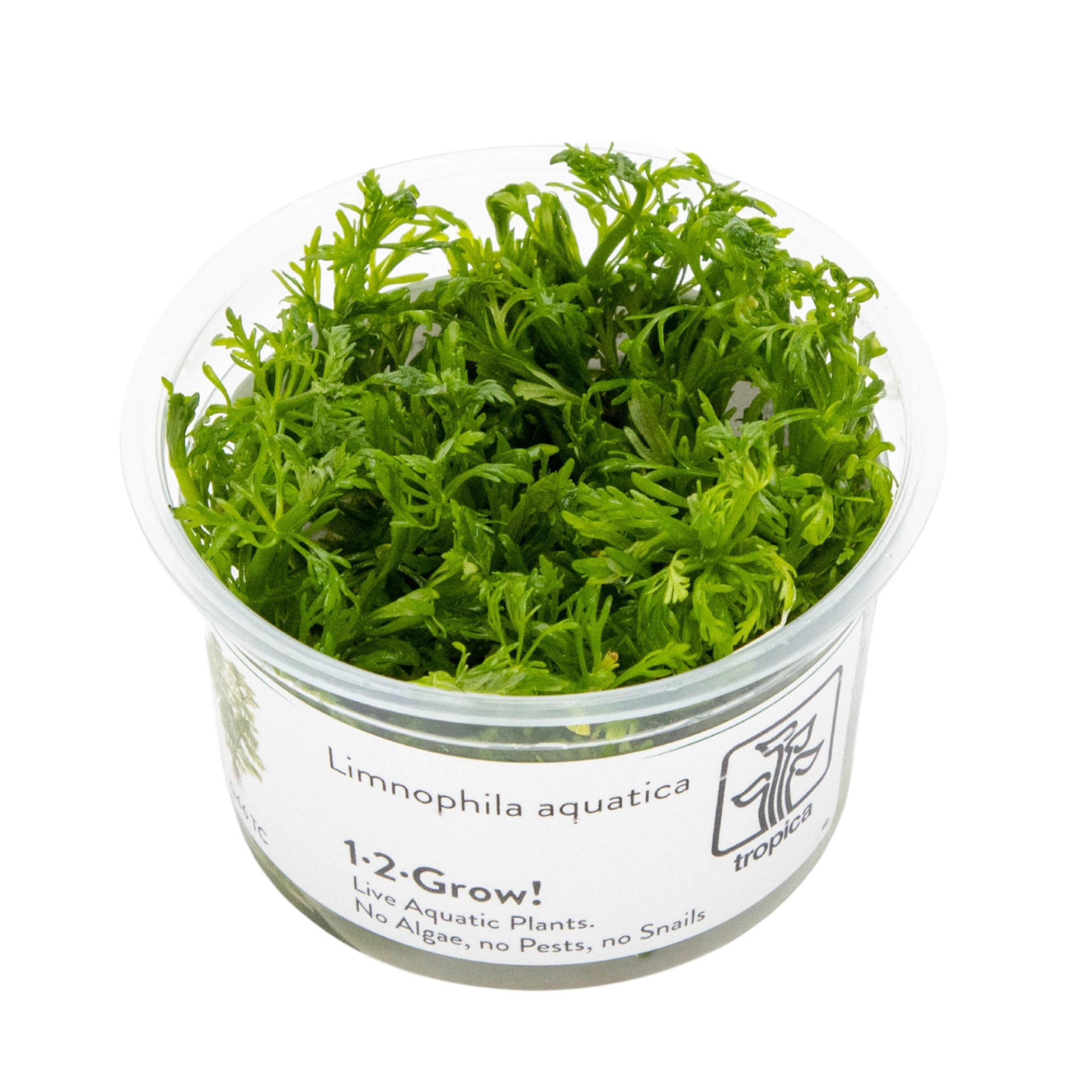 Limnophila-aquatica-Wasserpflanze