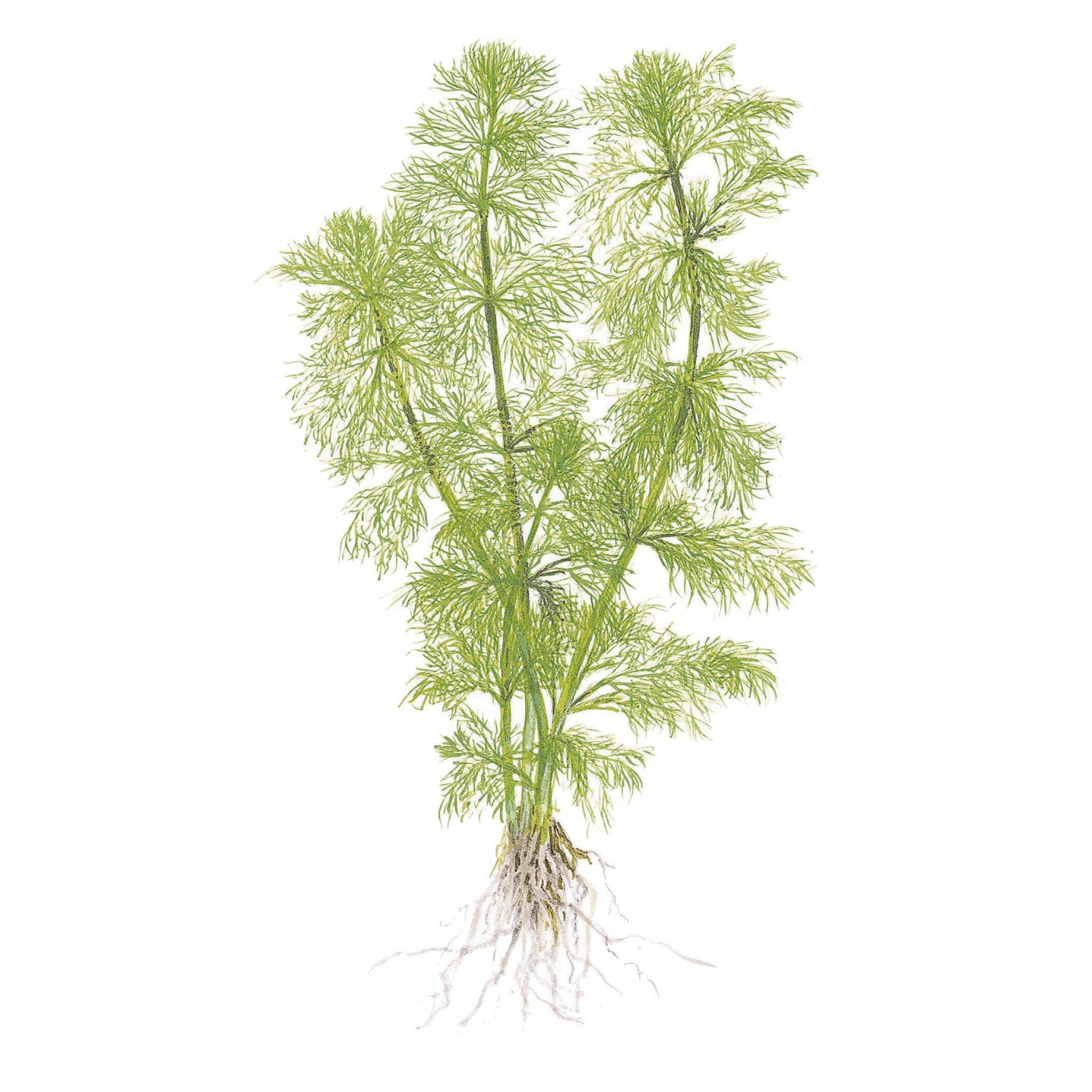 Limnophila-aquatica-Zeichnung