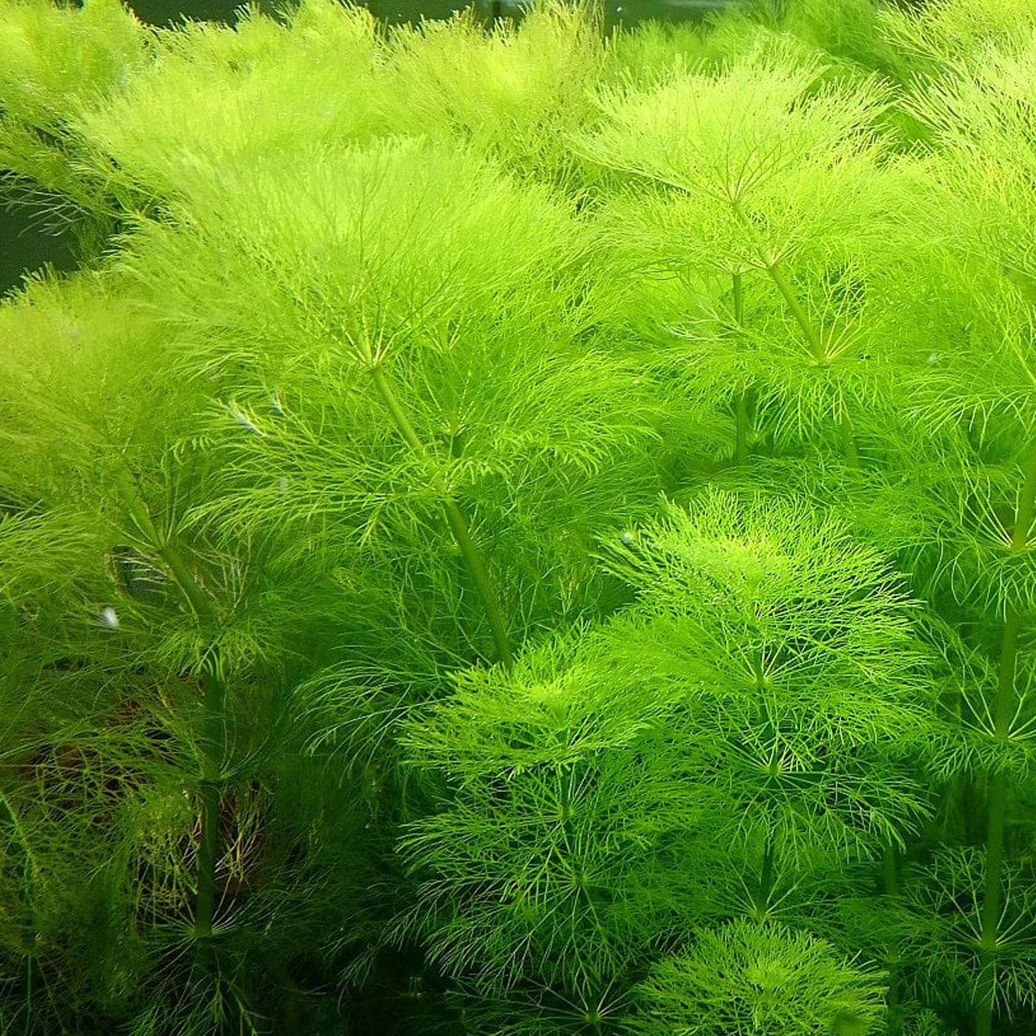 Limnophila-aquatica-im-Aquarium