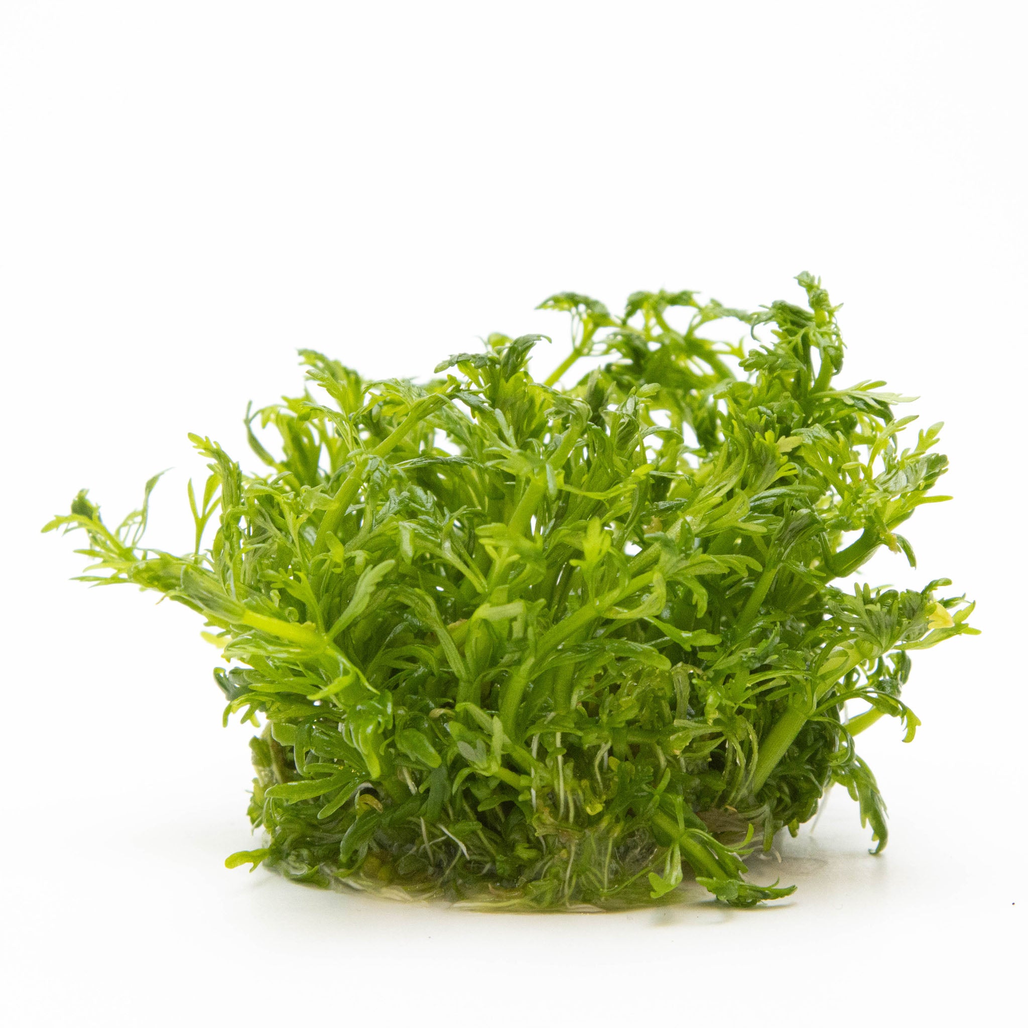 Limnophila-aquatica-ohne_Topf