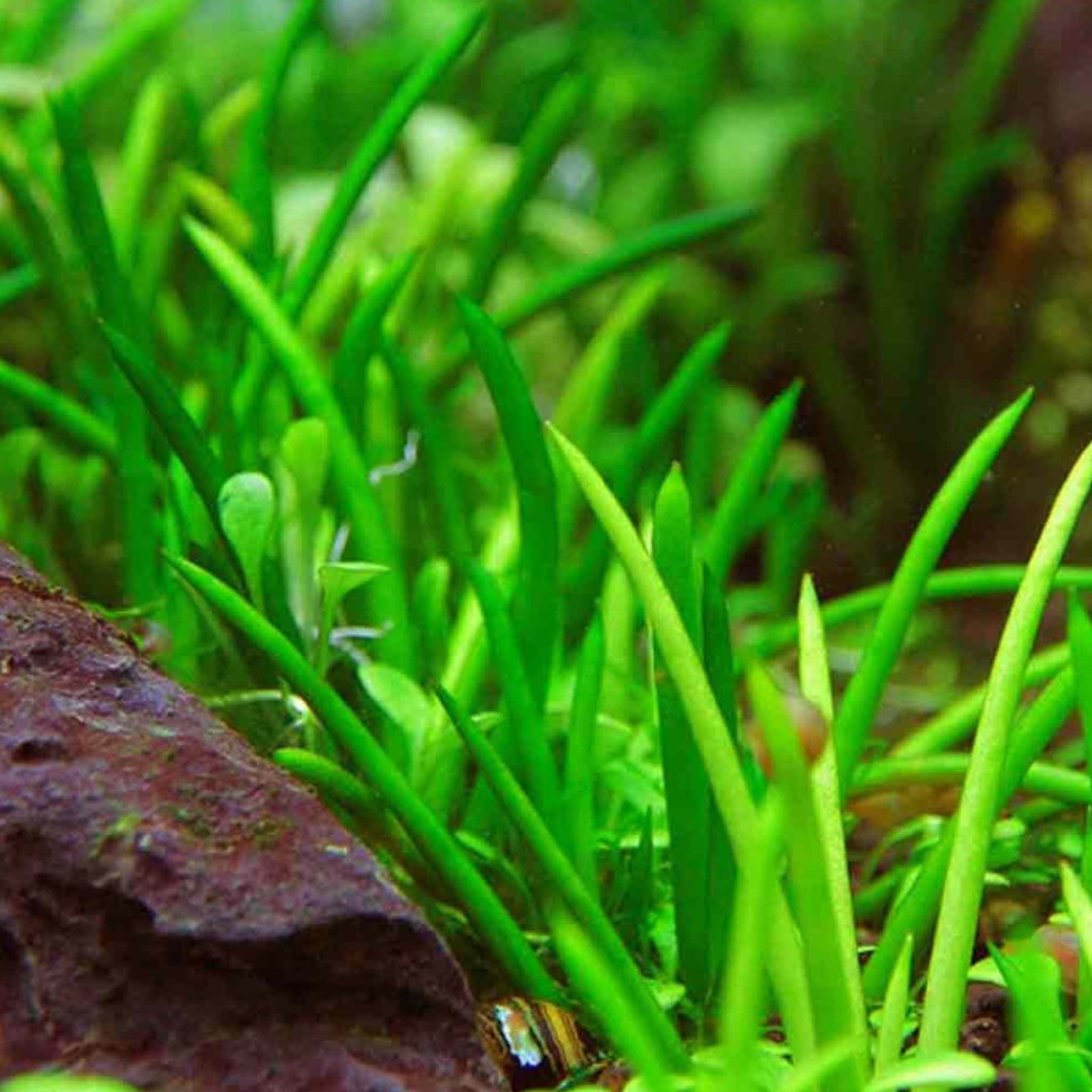 Littorella-uniflora-Aquarium