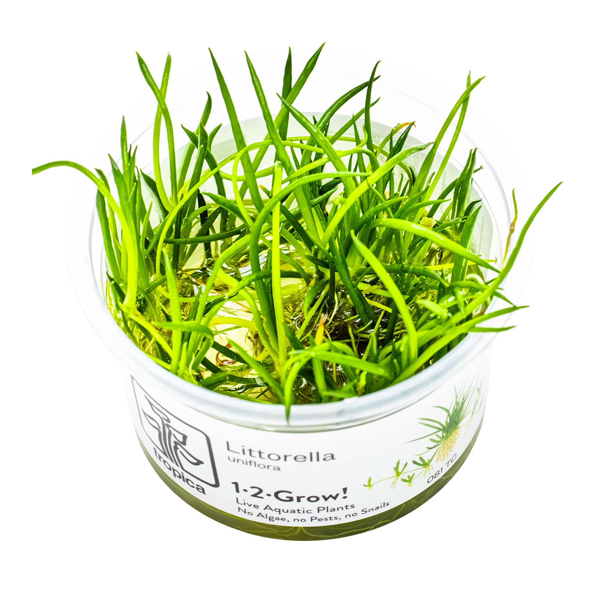 Littorella-uniflora-Wasserpflanze