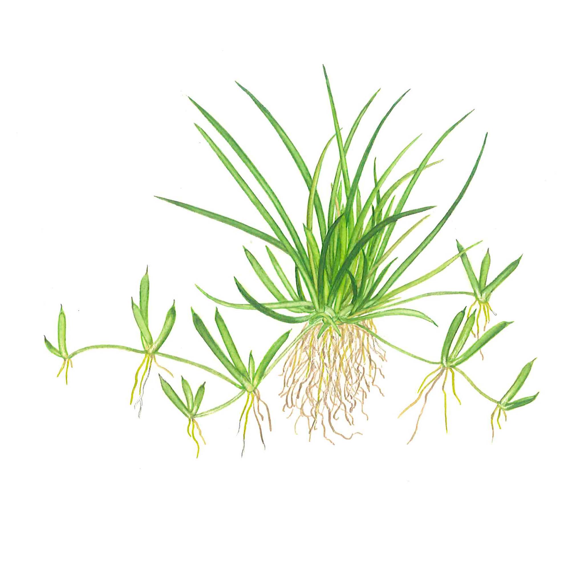 Littorella-uniflora-Zeichnung