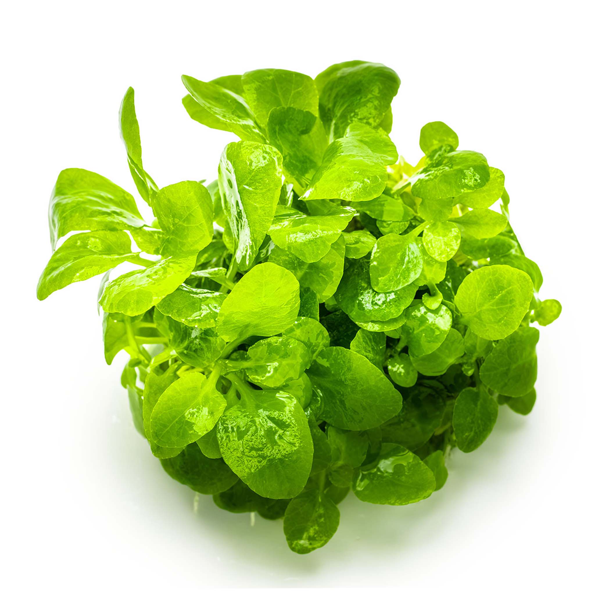 Lobelia-cardinalis-Mini-ohne-Topf