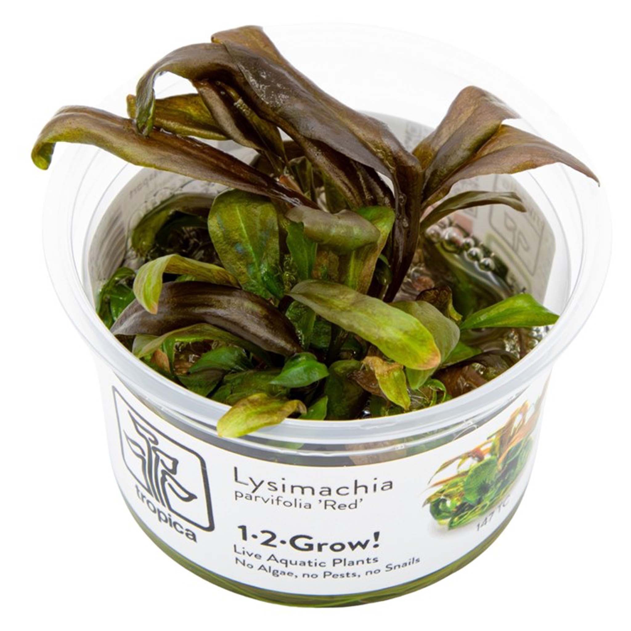 Lysimachia parvifolia ‘Red’ Wasserpflanze
