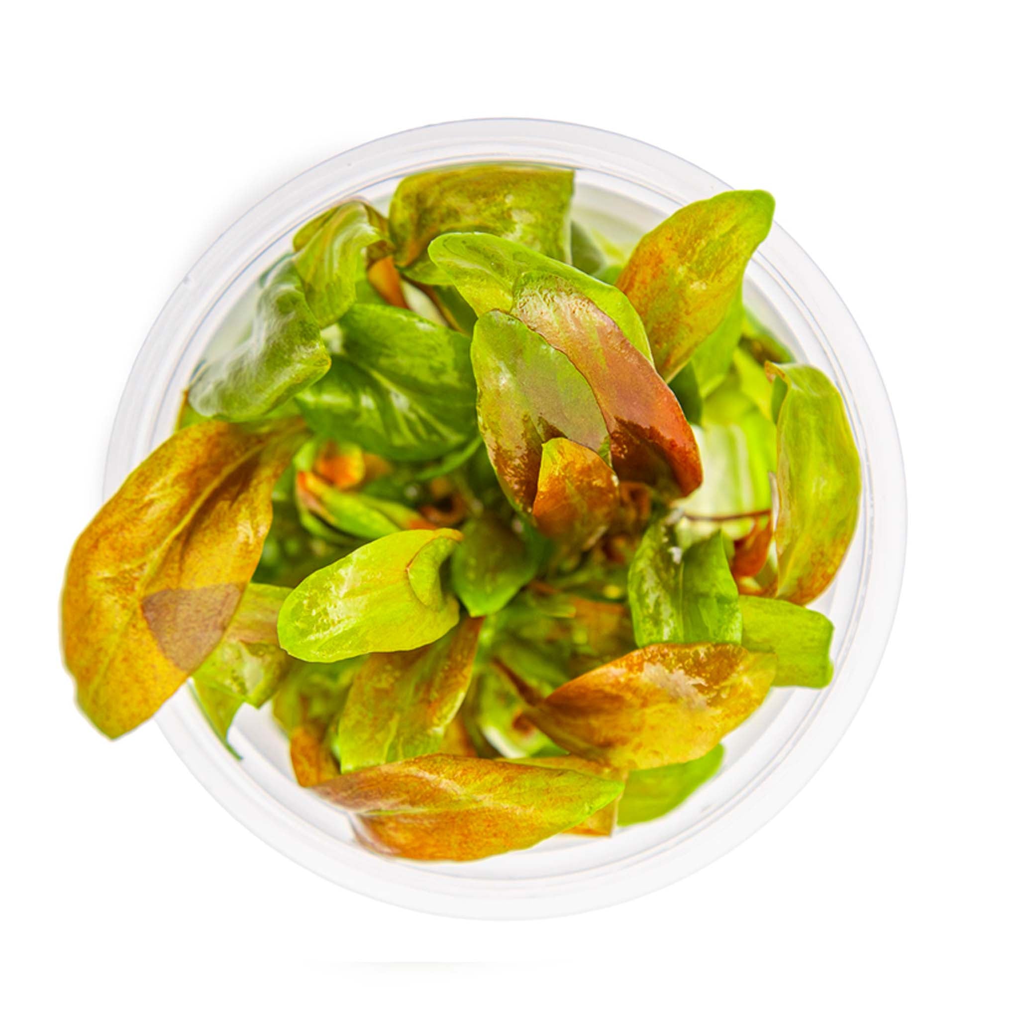 Lysimachia parvifolia ‘Red’ Wasserpflanze