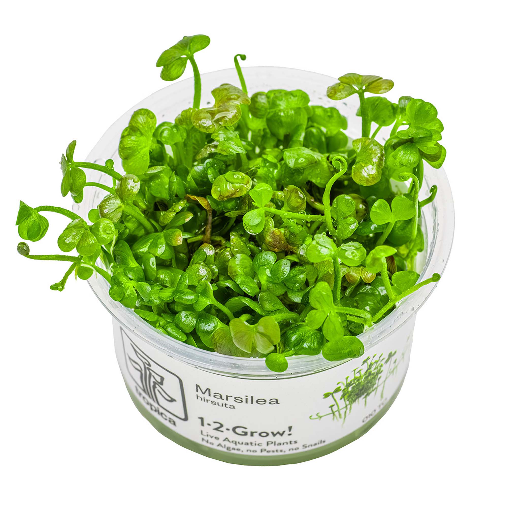 Marsilea_Hirsuta_Wasserpflanze