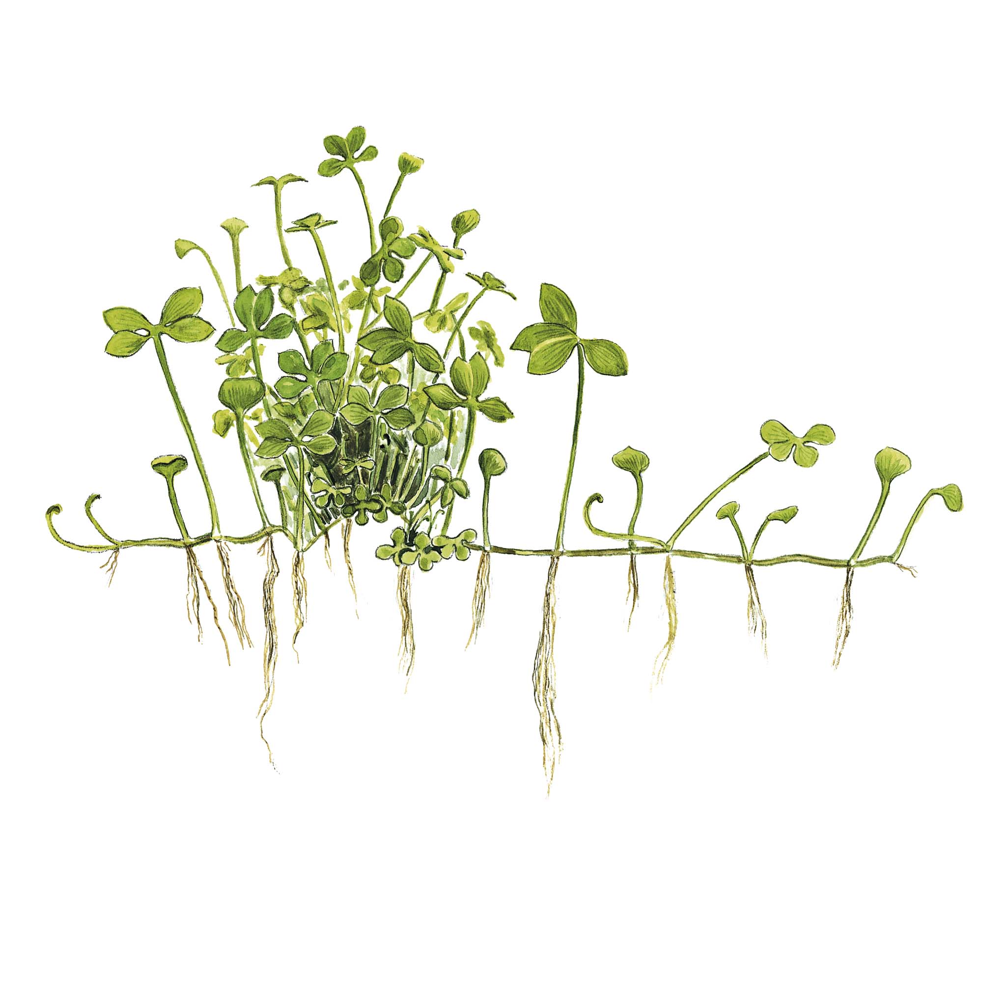 Marsilea_Hirsuta_Zeichnung