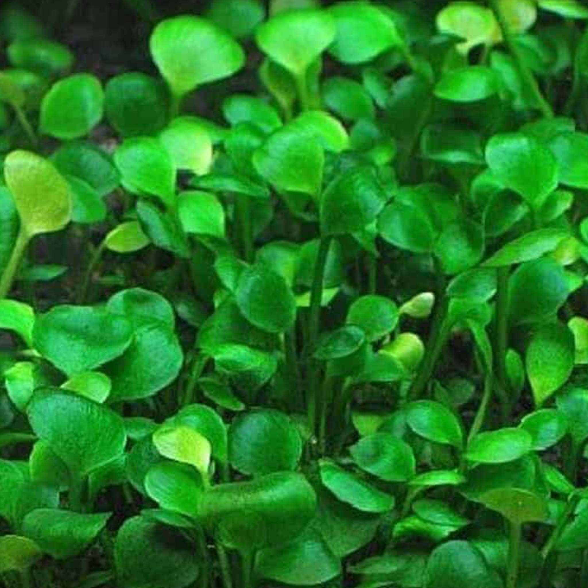 Marsilea_Hirsuta_im-Aquarium
