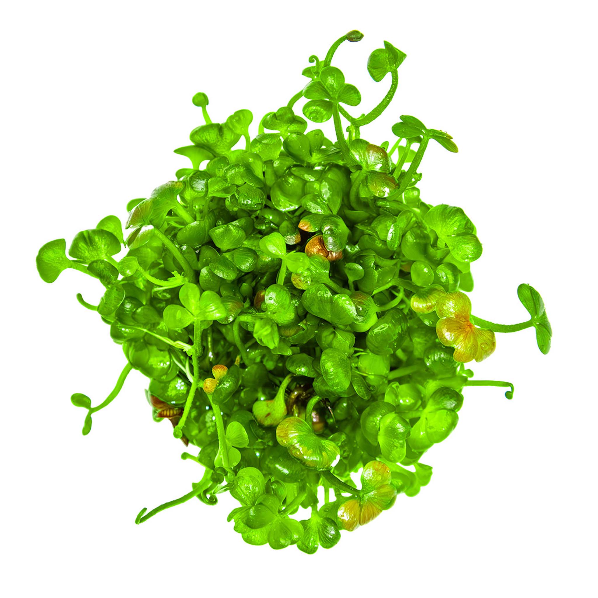 Marsilea_Hirsuta_ohne_Topf