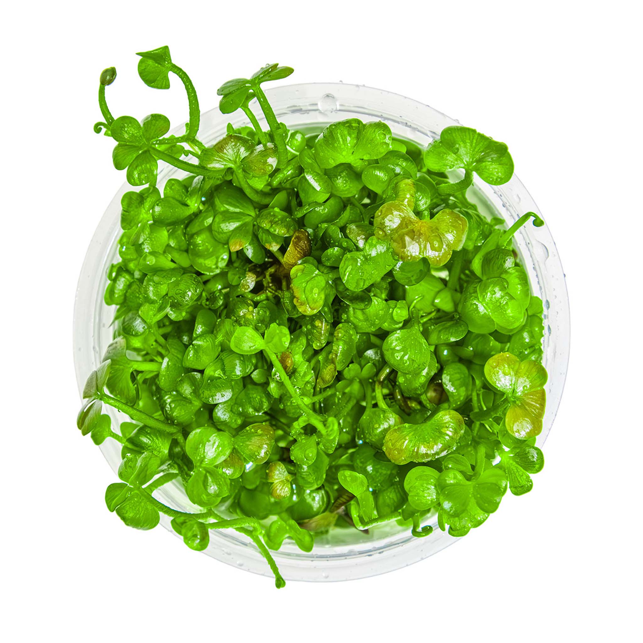 Marsilea_Hirsuta_von-oben