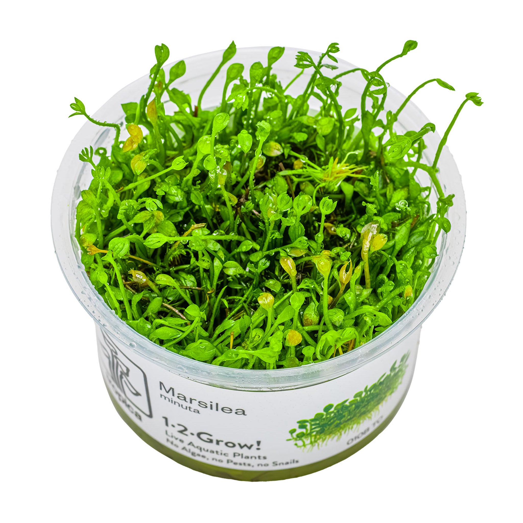 Marsilea_minuta_Wasserpflanze