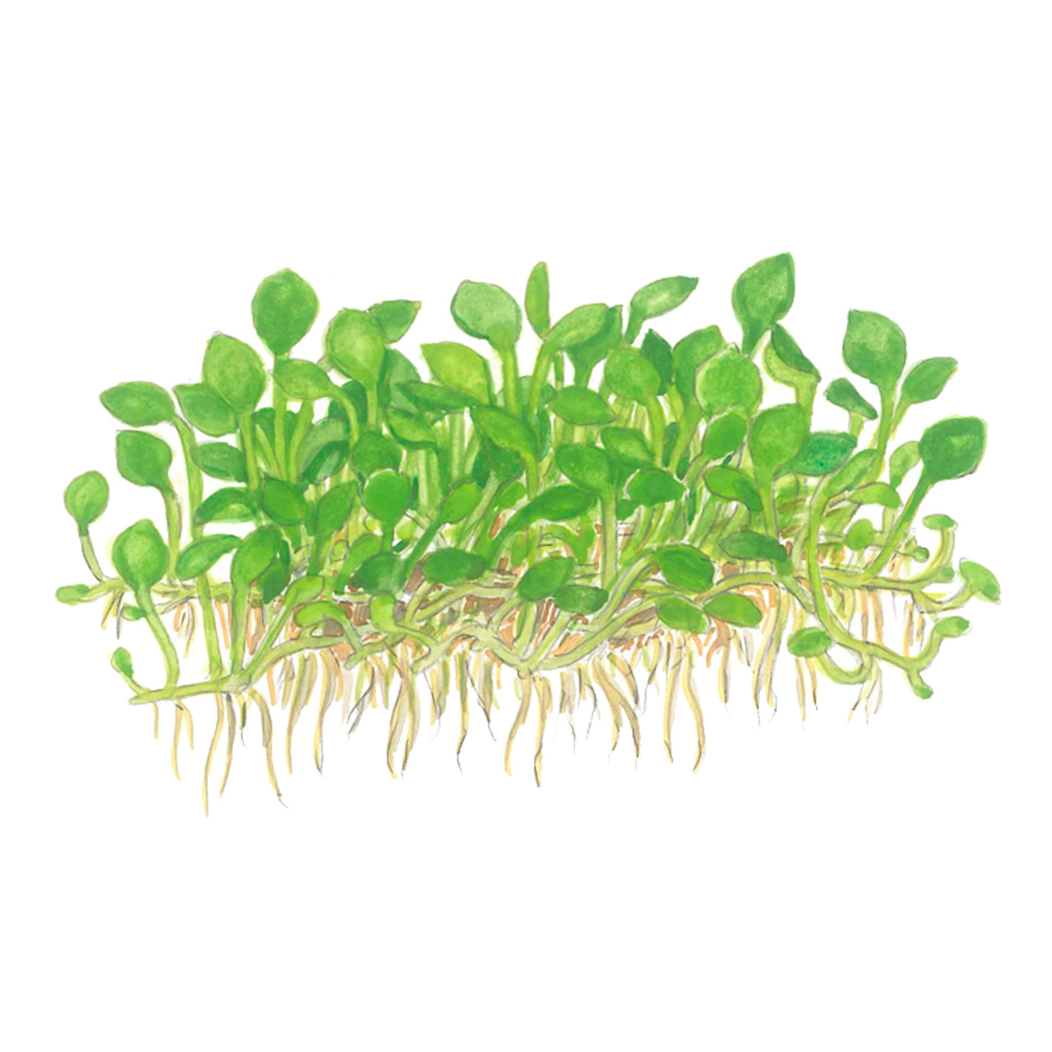 Marsilea_minuta_Zeichnung