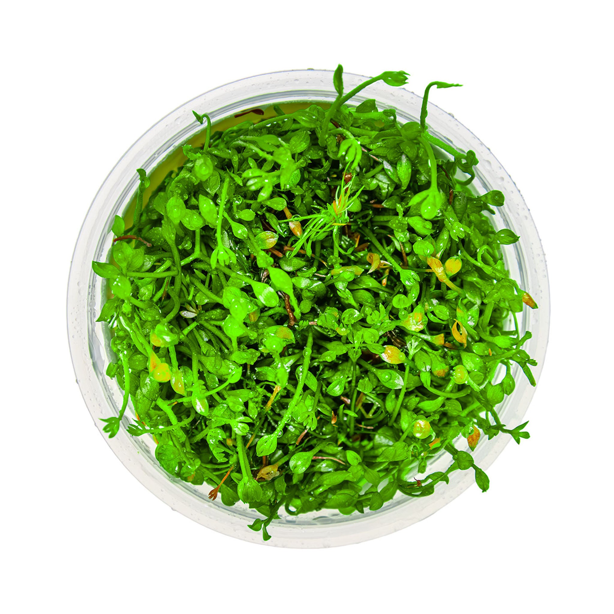 Marsilea_minuta_von-oben